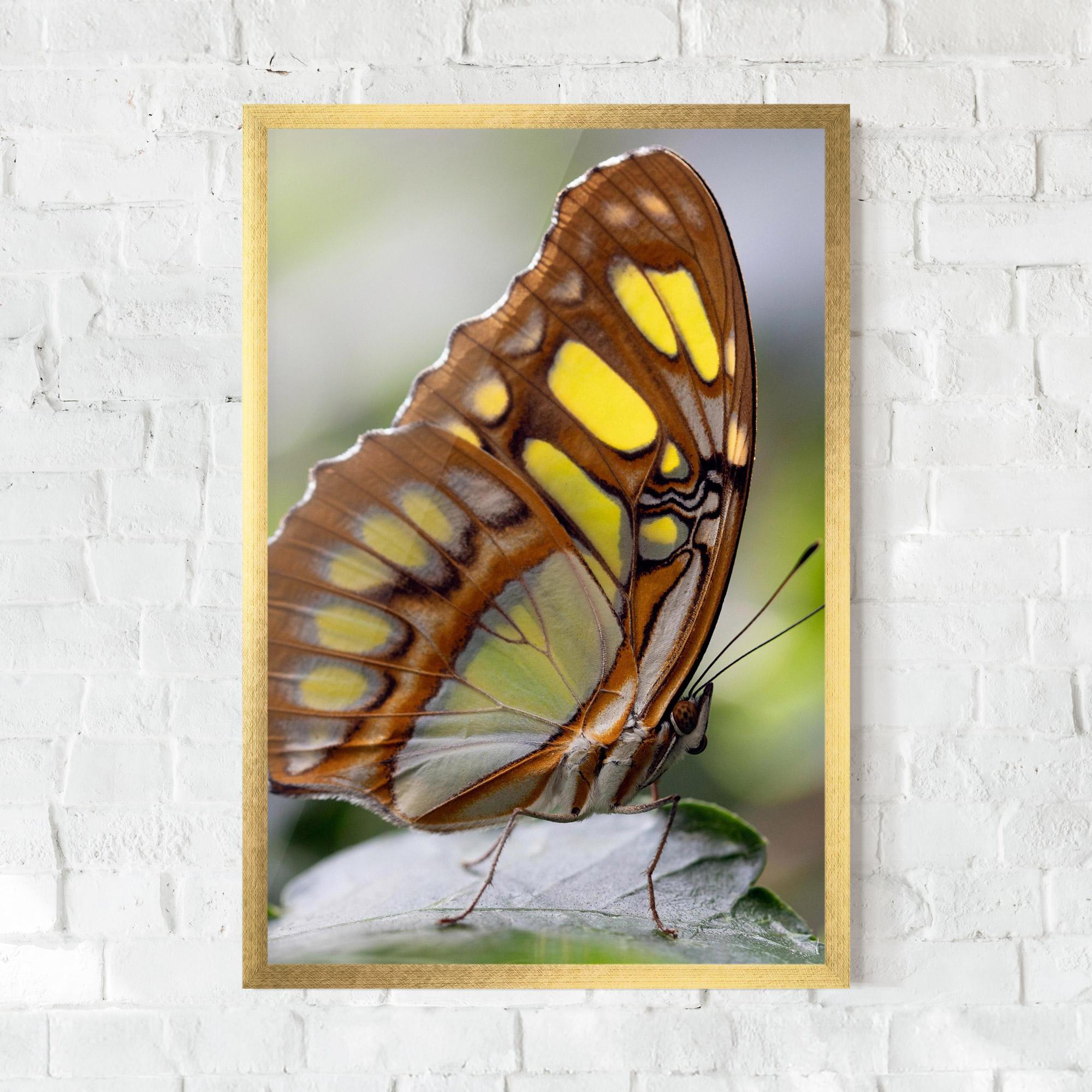 Poster Înrămat Brown Yellow Butterfly mockup 0