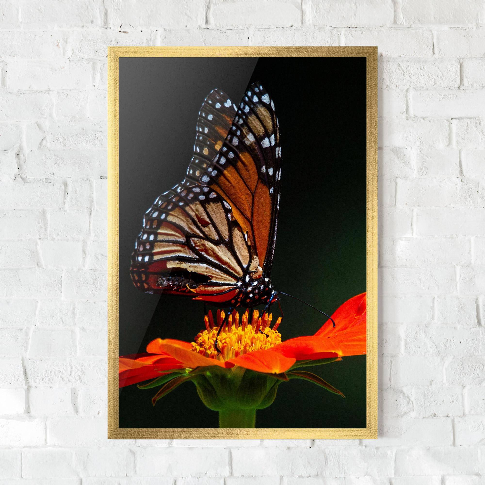 Poster Înrămat Dark Orange Butterfy mockup 0