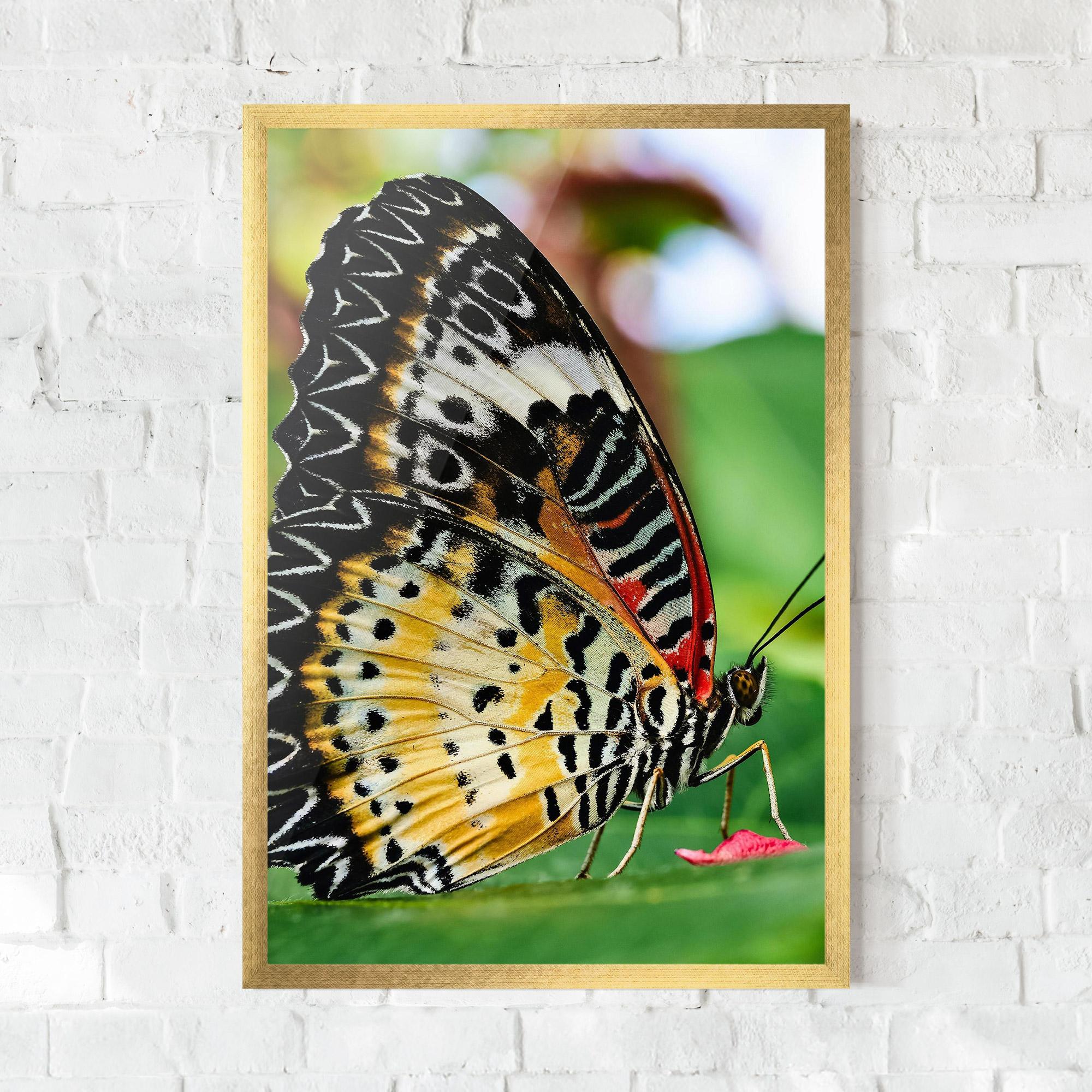 Poster Înrămat Pretty Colorful Butterfly mockup 0