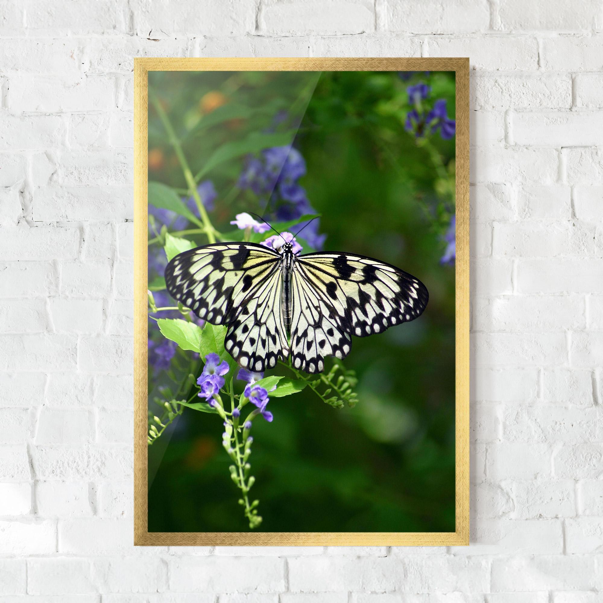Poster Înrămat Pretty White Butterfly mockup 0