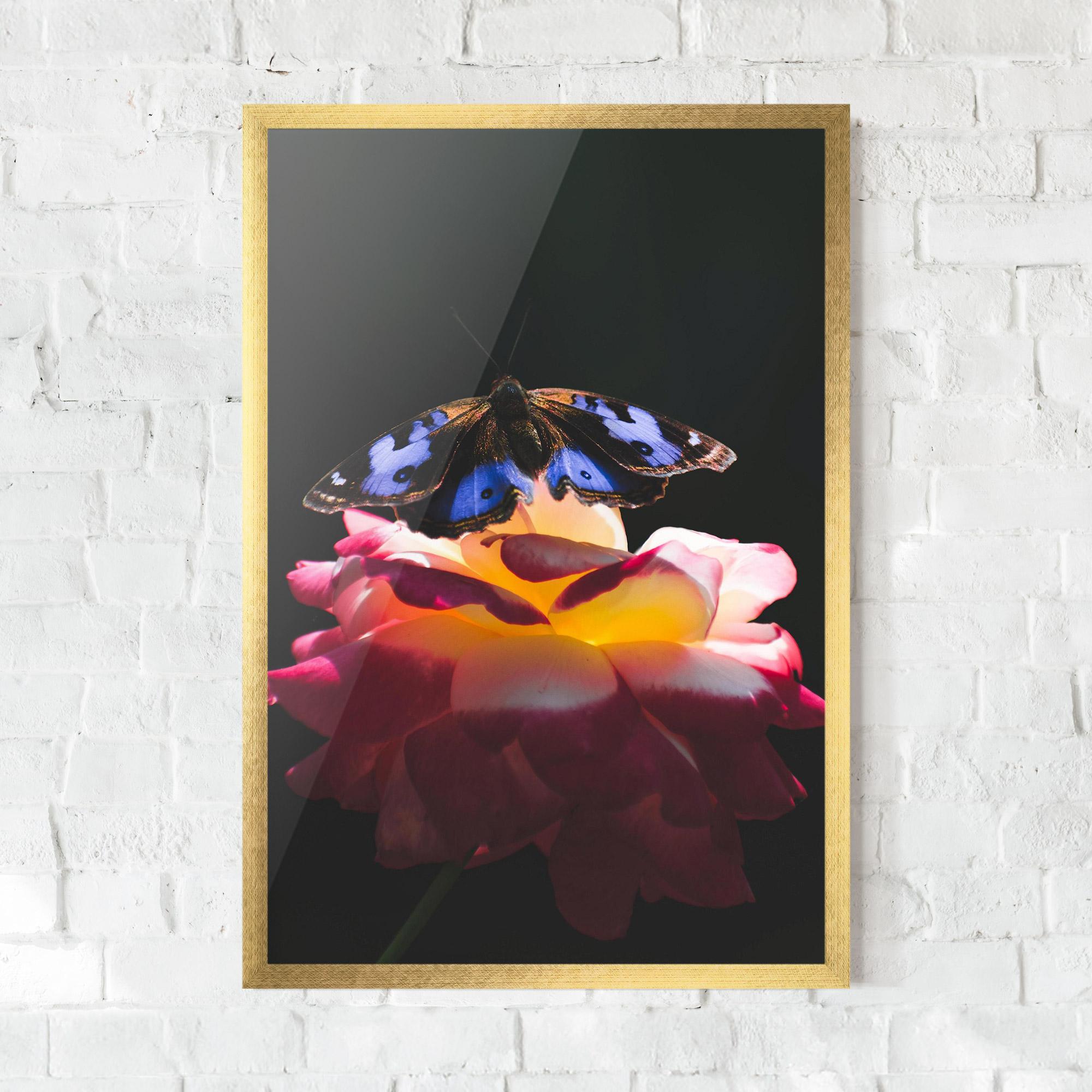 Poster Înrămat Rose Butterfly mockup 0