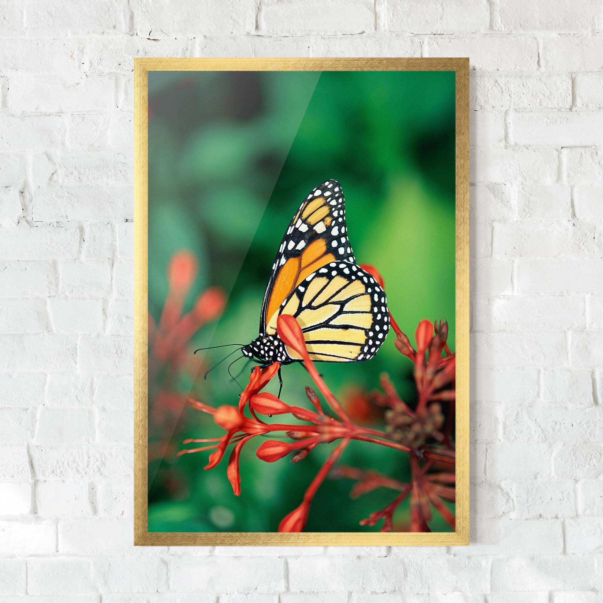 Poster Înrămat Small Orange Butterfly mockup 0
