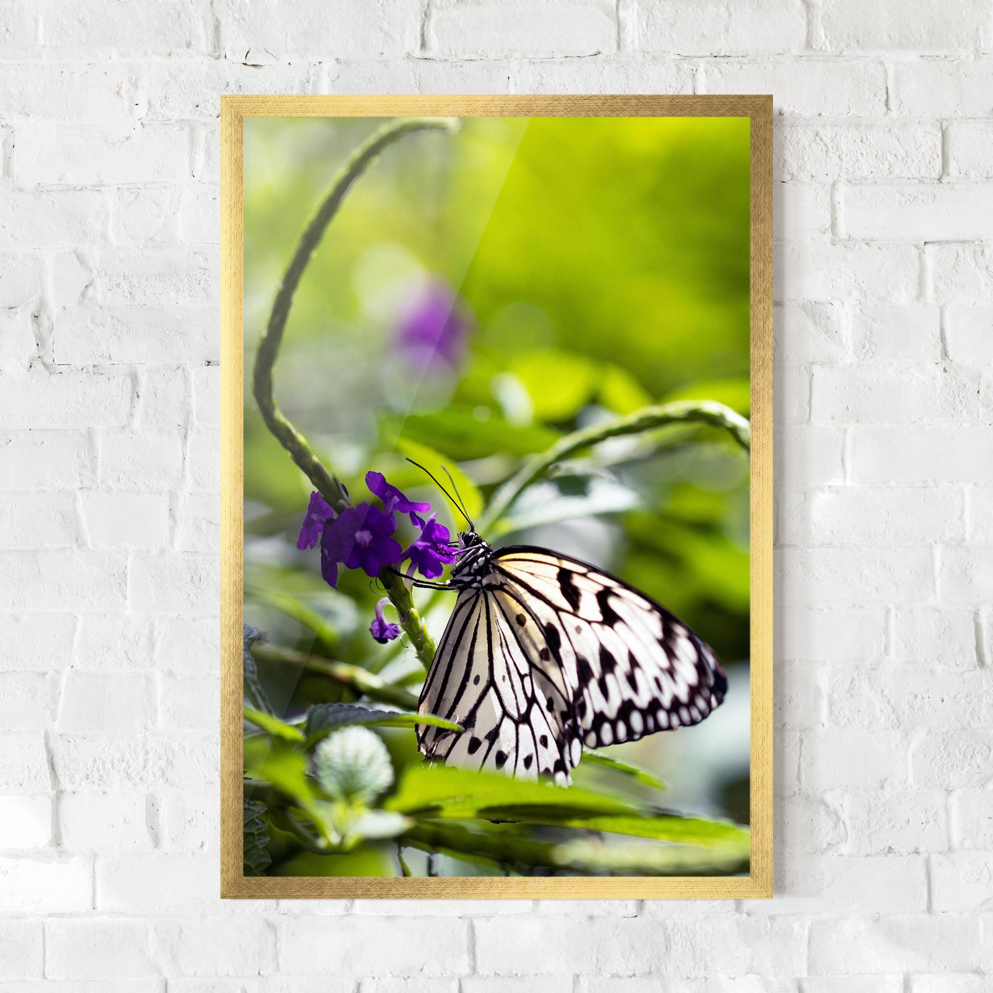 Poster Înrămat White Black Butterfly mockup 0