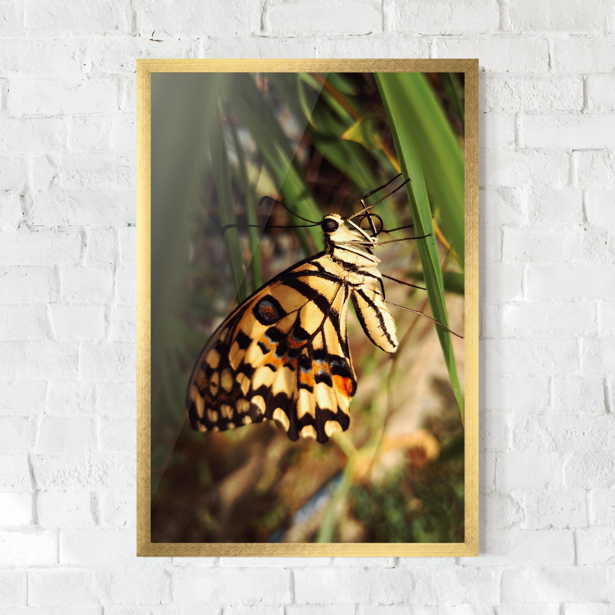 Poster Înrămat Wild Brown Butterfly mockup 0