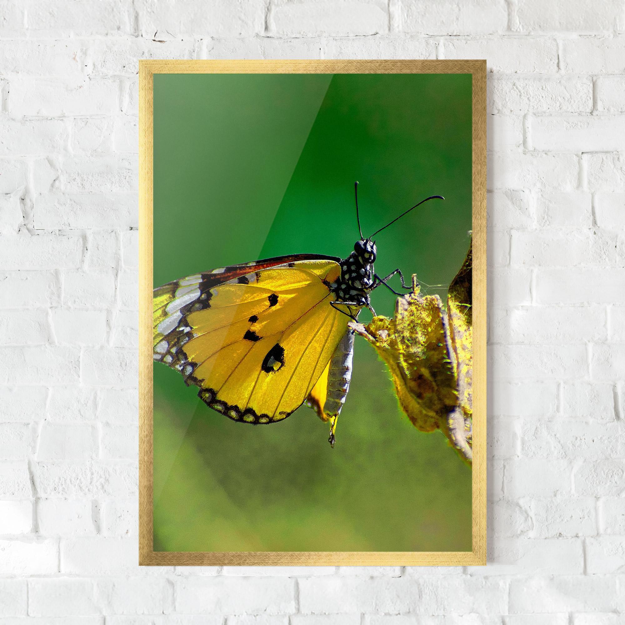 Poster Înrămat Yellow White Butterfly mockup 0