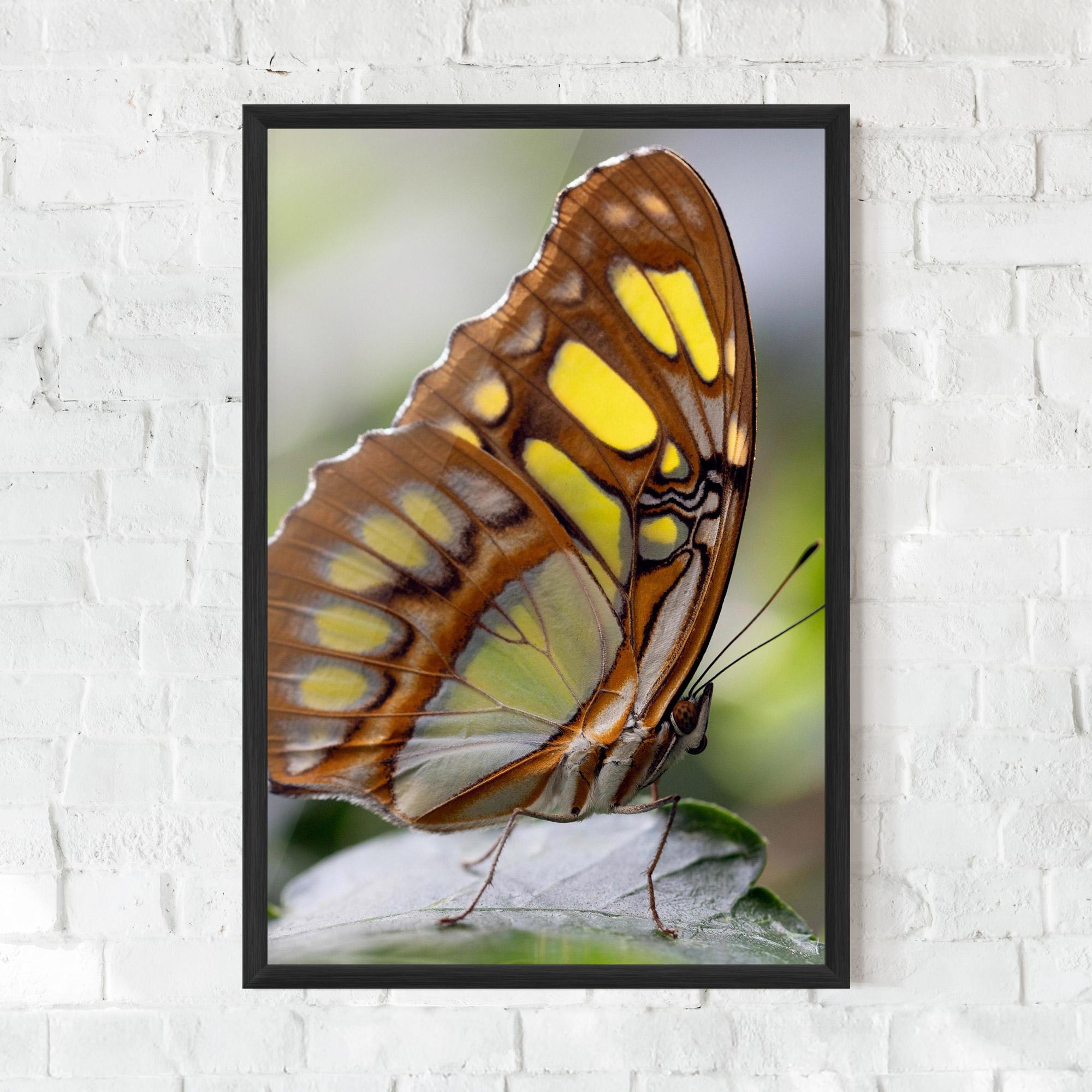 Poster Înrămat Brown Yellow Butterfly mockup 0