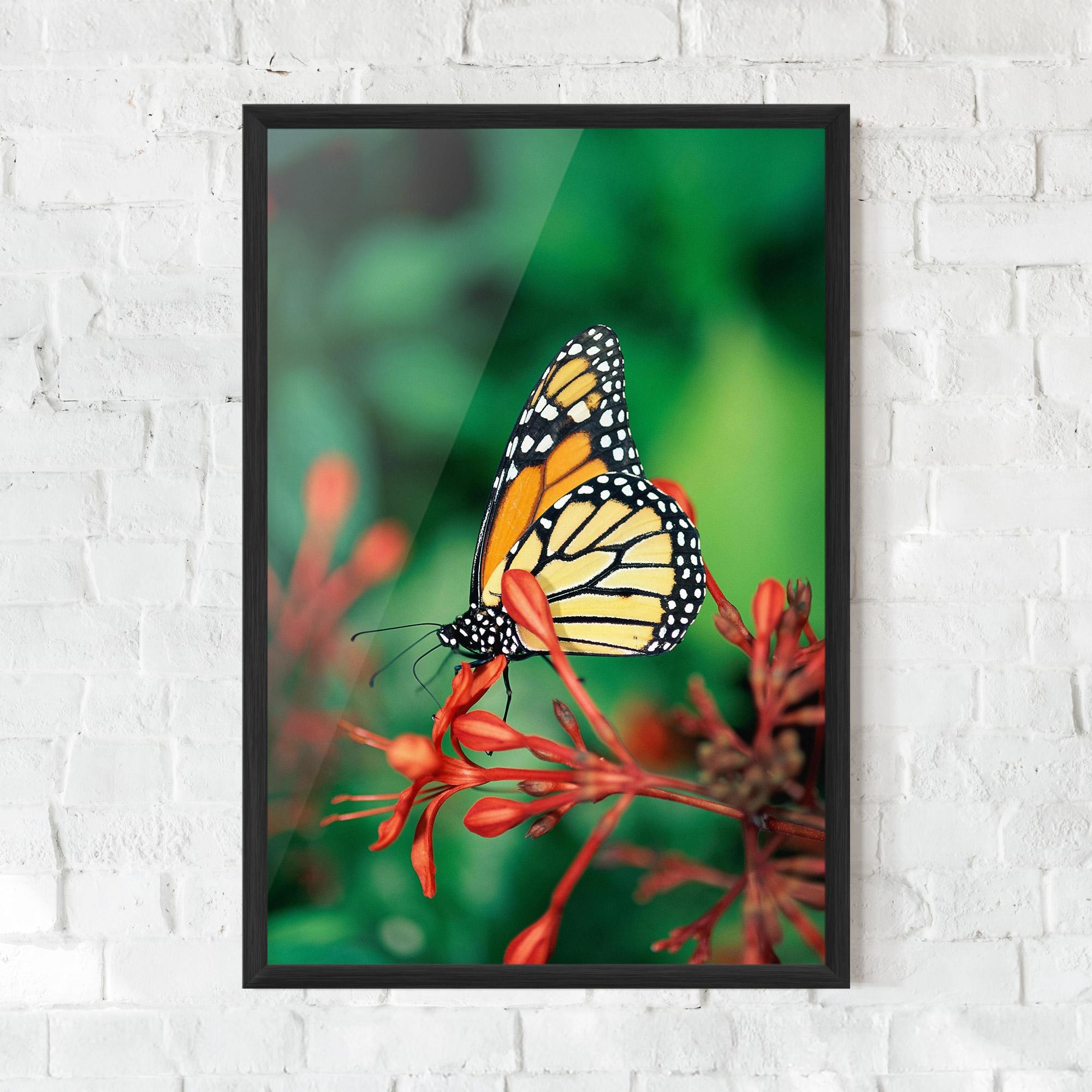 Poster Înrămat Small Orange Butterfly mockup 0