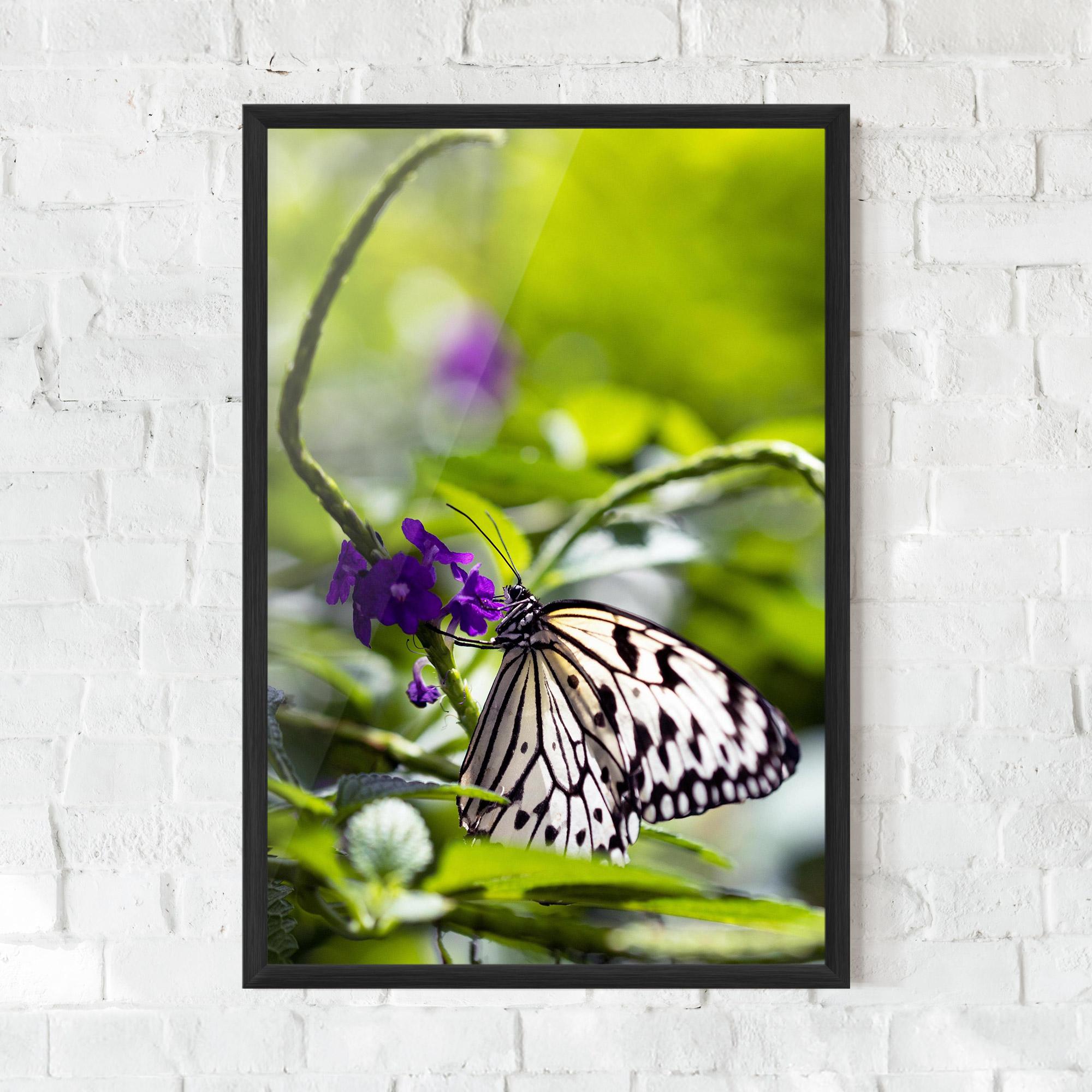 Poster Înrămat White Black Butterfly mockup 0