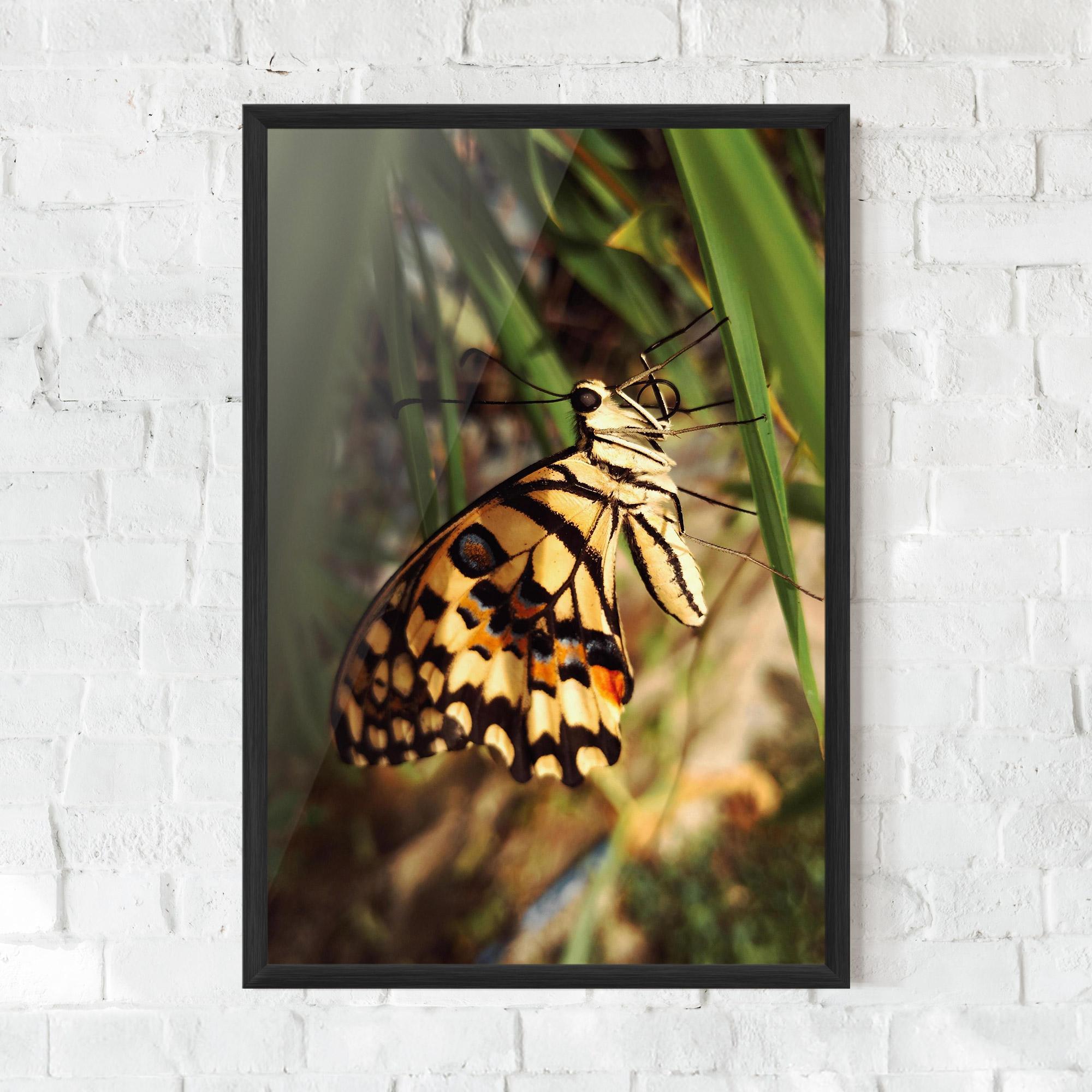 Poster Înrămat Wild Brown Butterfly mockup 0