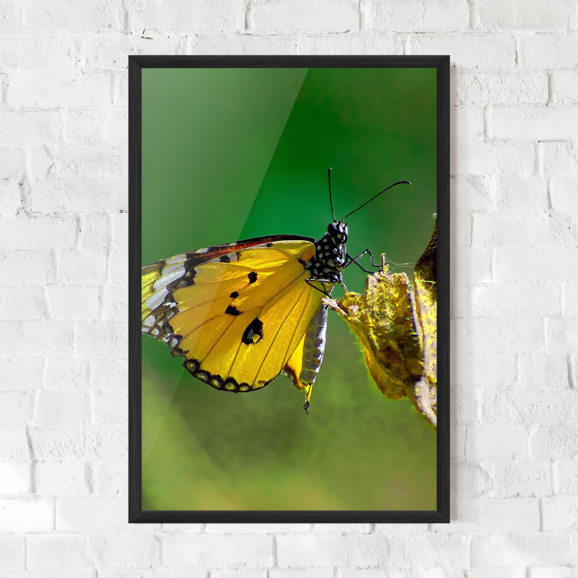 Poster Înrămat Yellow White Butterfly mockup 0