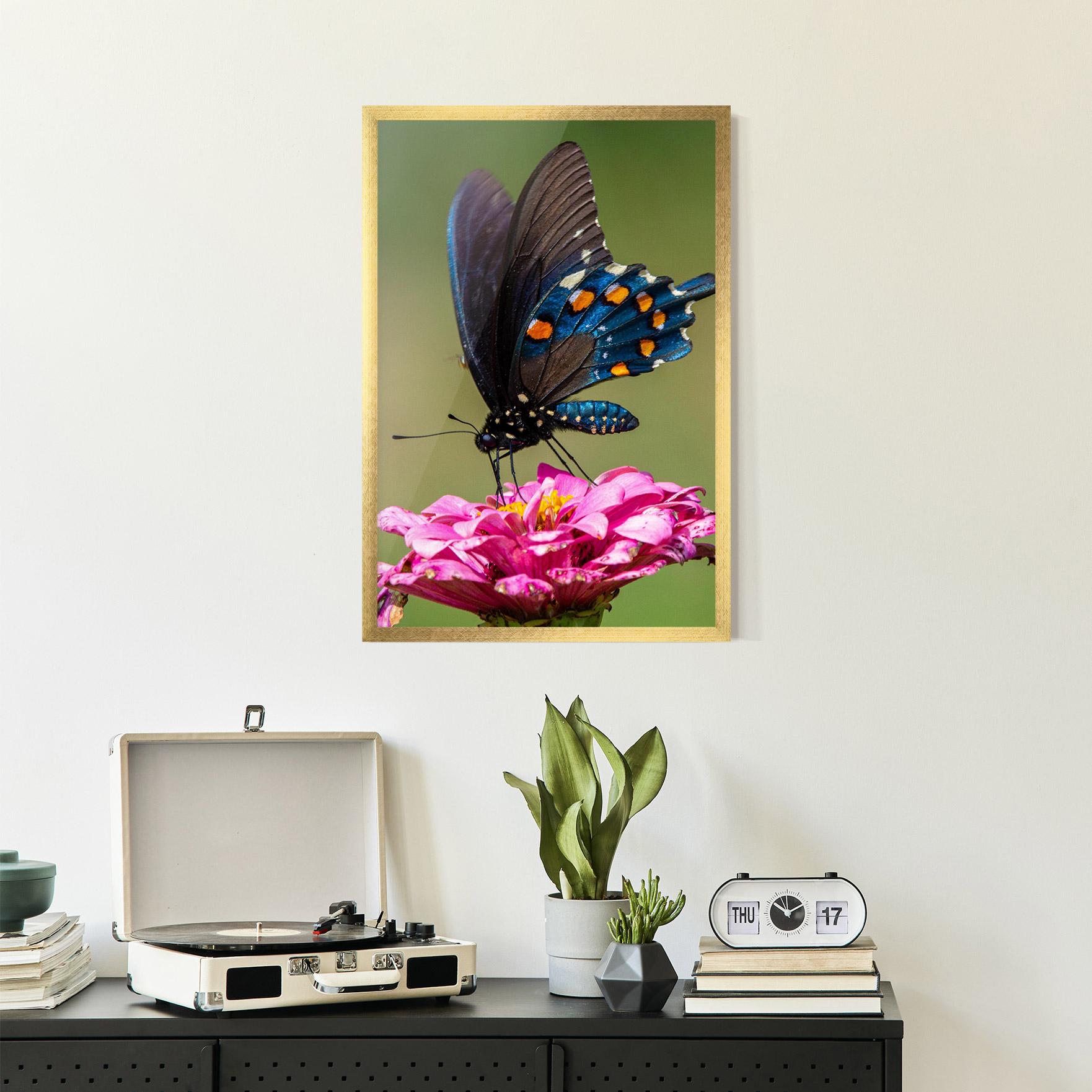 Poster Înrămat Blue Grey Butterfly mockup 2
