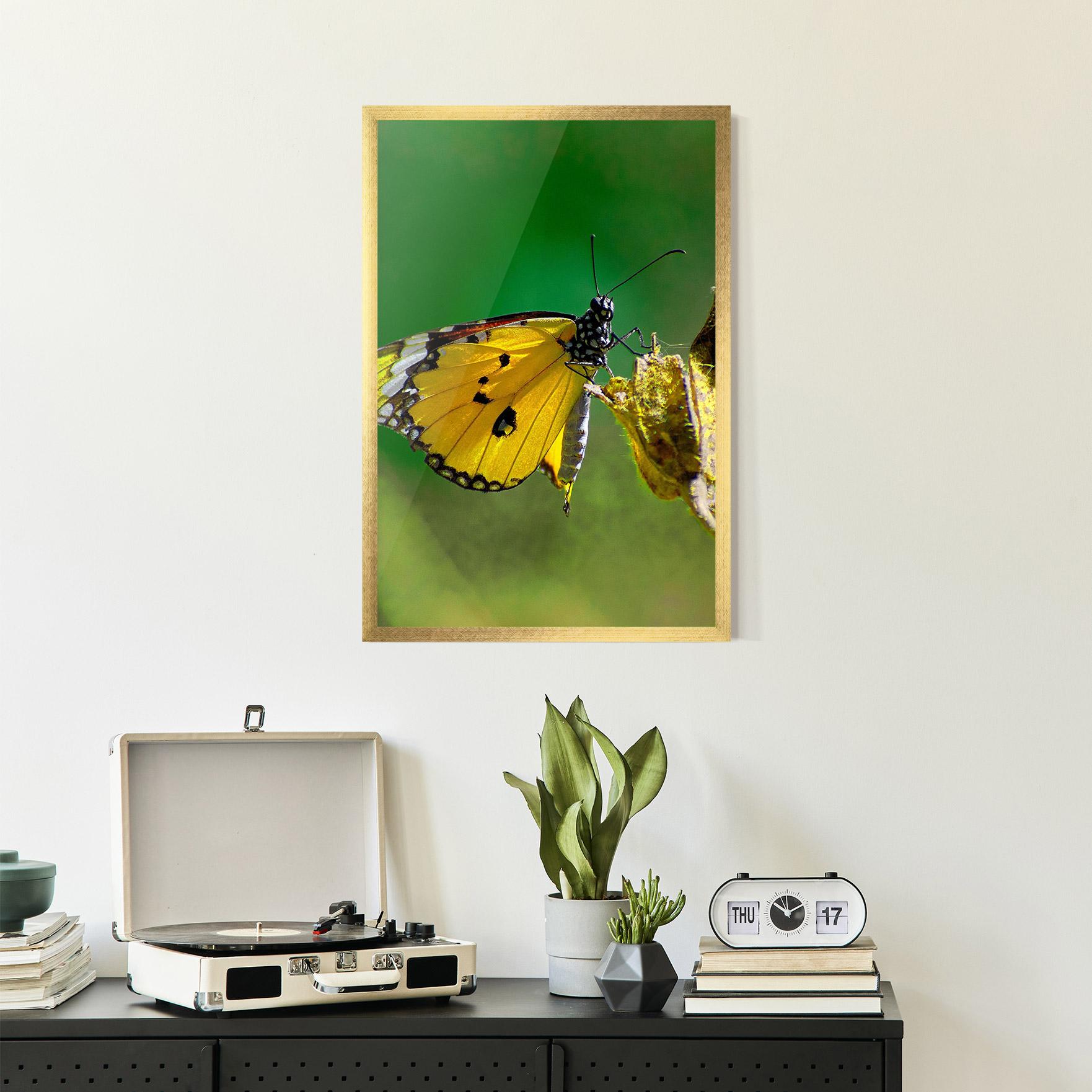 Poster Înrămat Yellow White Butterfly mockup 2