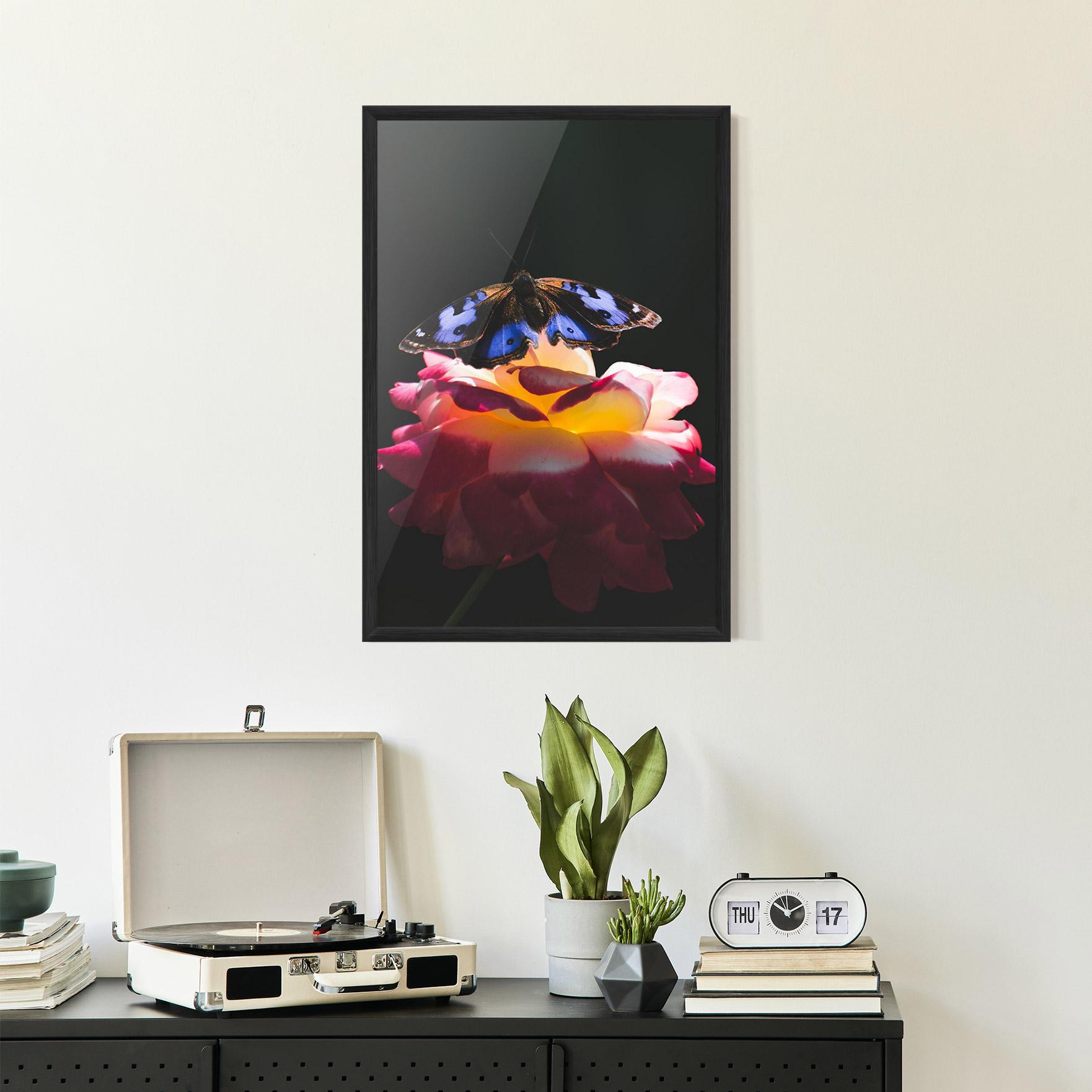 Poster Înrămat Rose Butterfly mockup 2