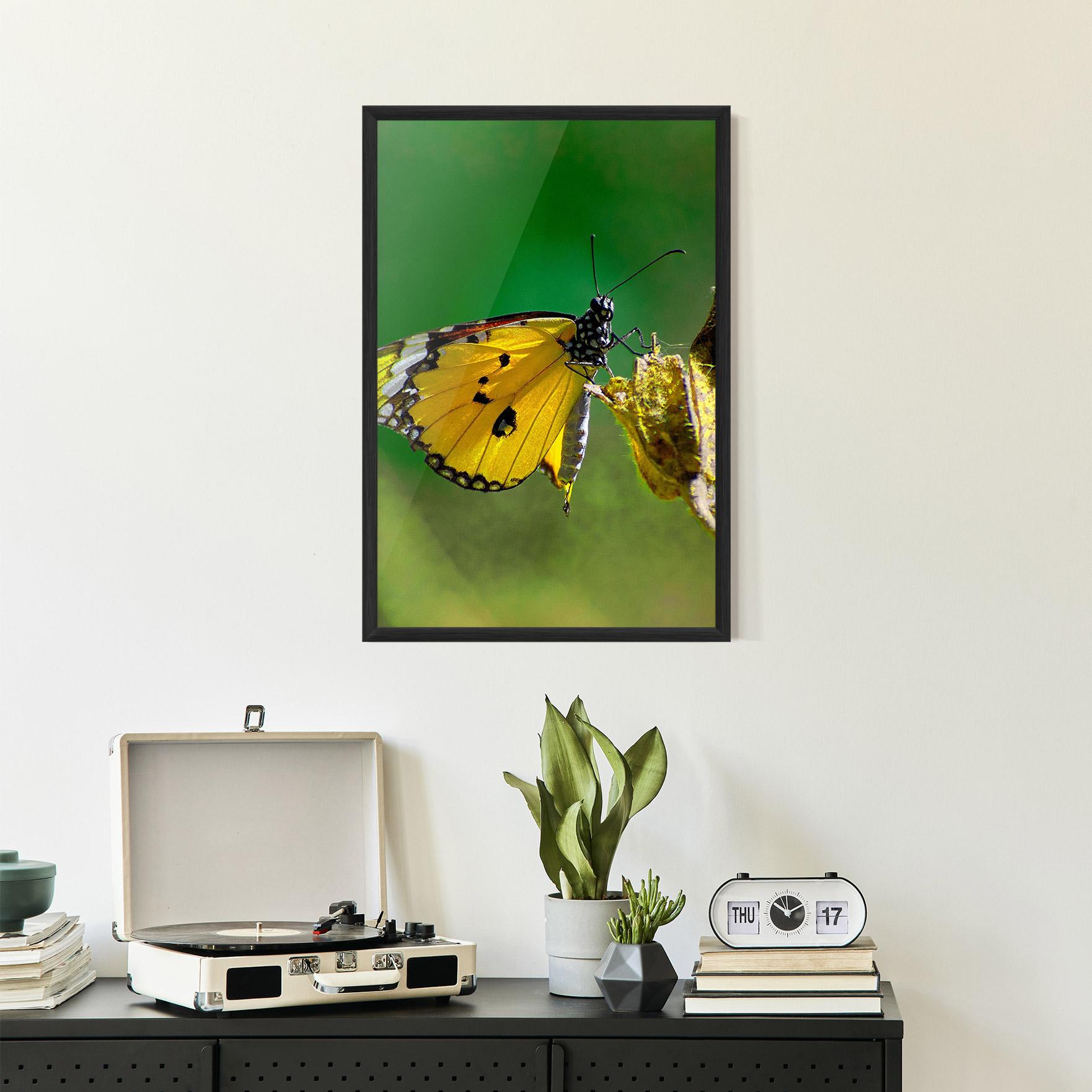 Poster Înrămat Yellow White Butterfly mockup 2