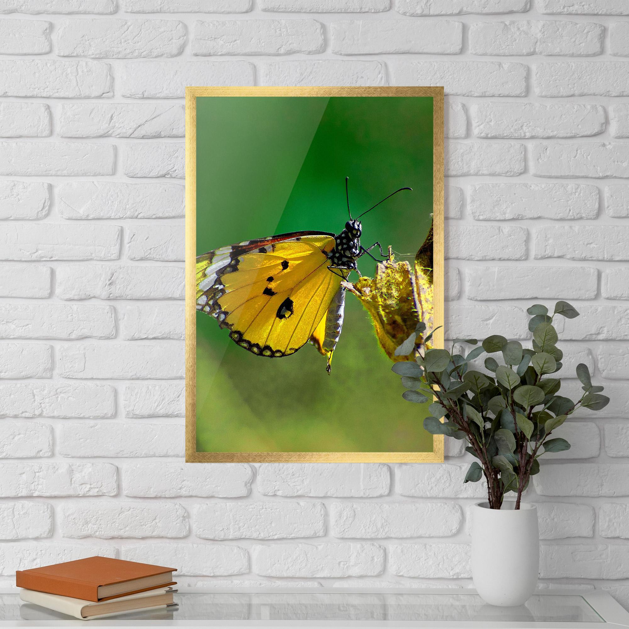 Poster Înrămat Yellow White Butterfly mockup 5