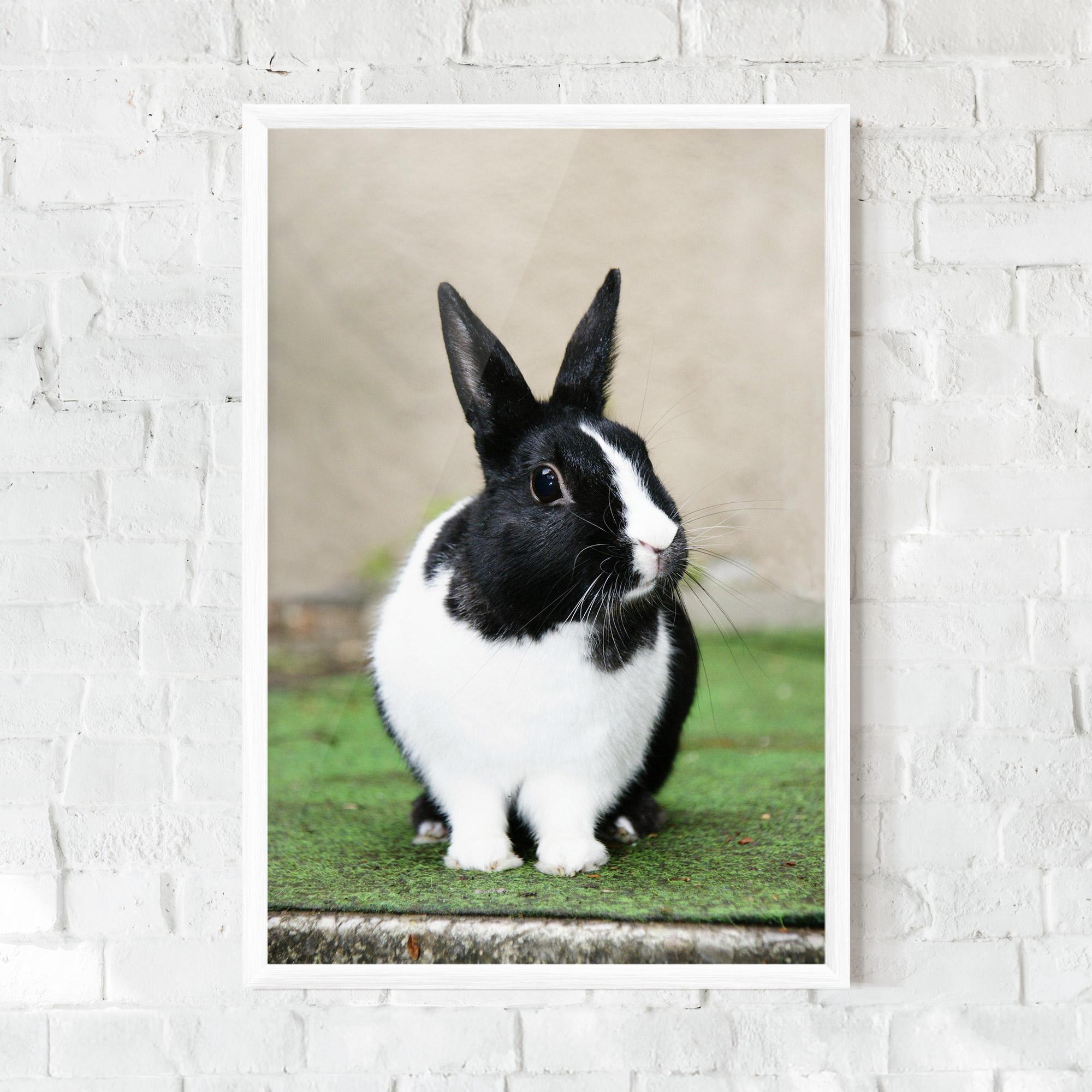 Poster Înrămat Black Ear Rabbit mockup 0