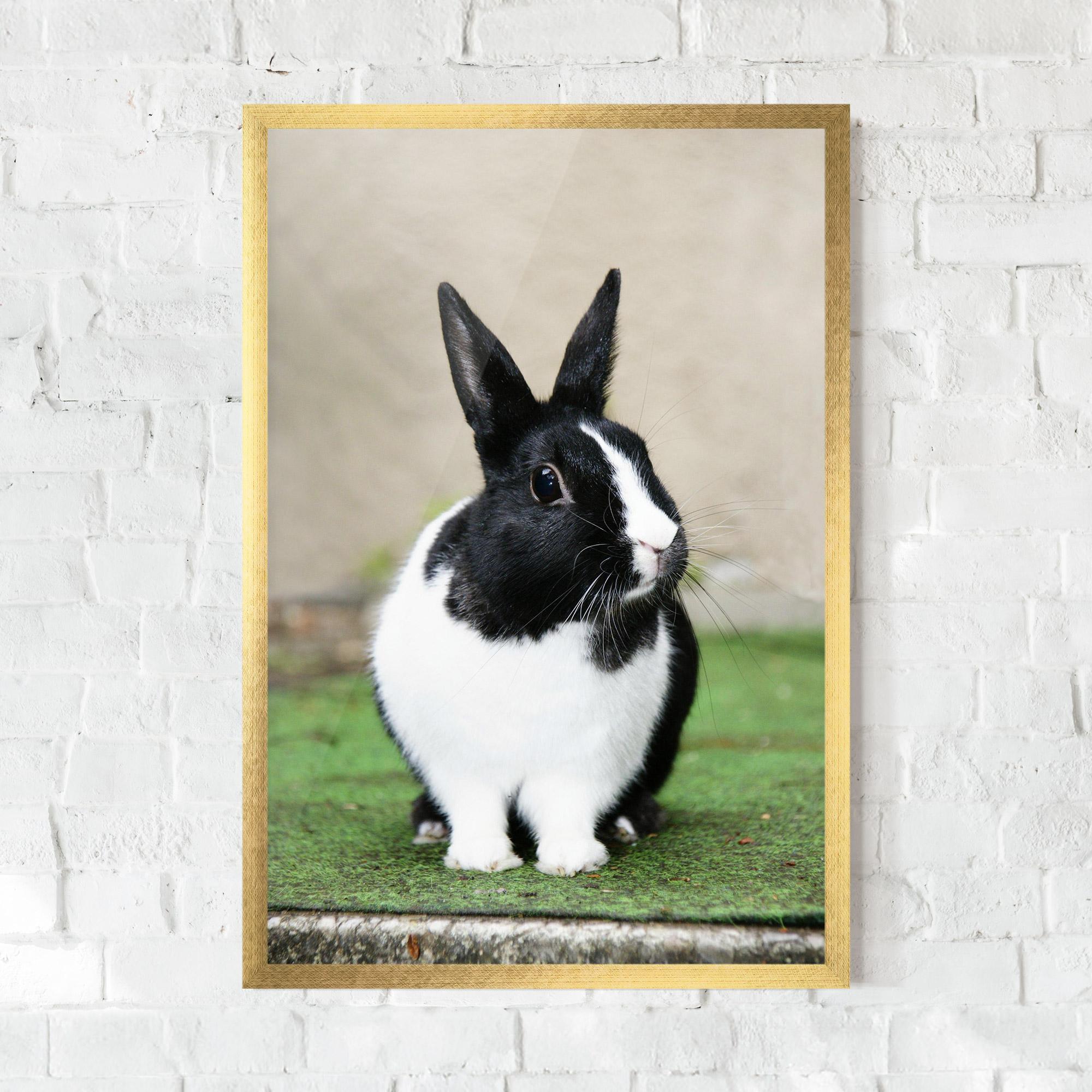 Poster Înrămat Black Ear Rabbit mockup 0
