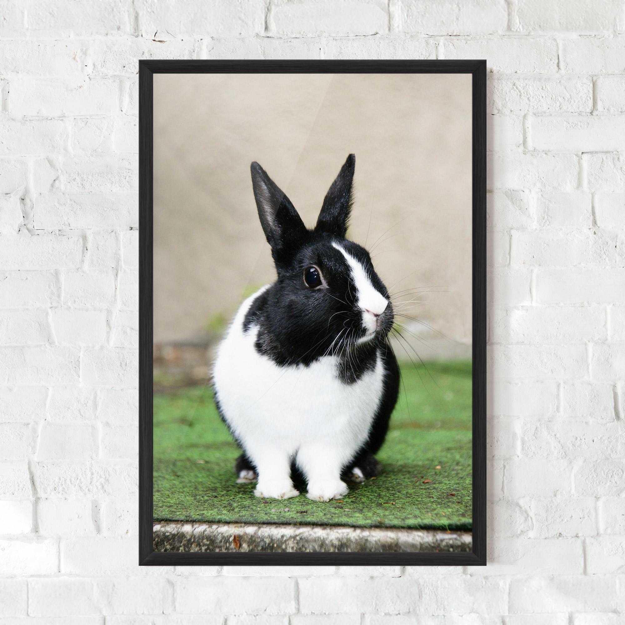 Poster Înrămat Black Ear Rabbit mockup 0