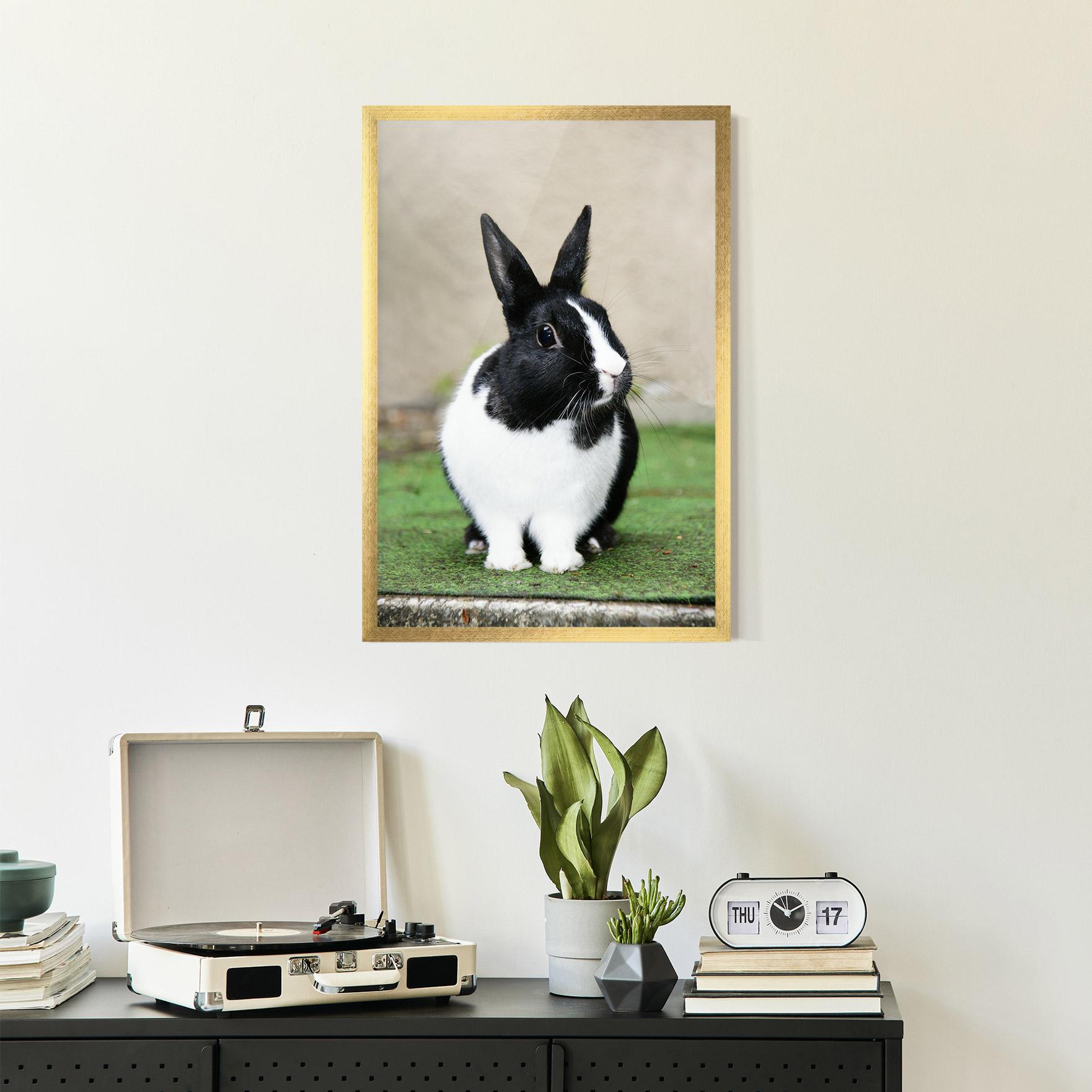 Poster Înrămat Black Ear Rabbit mockup 2