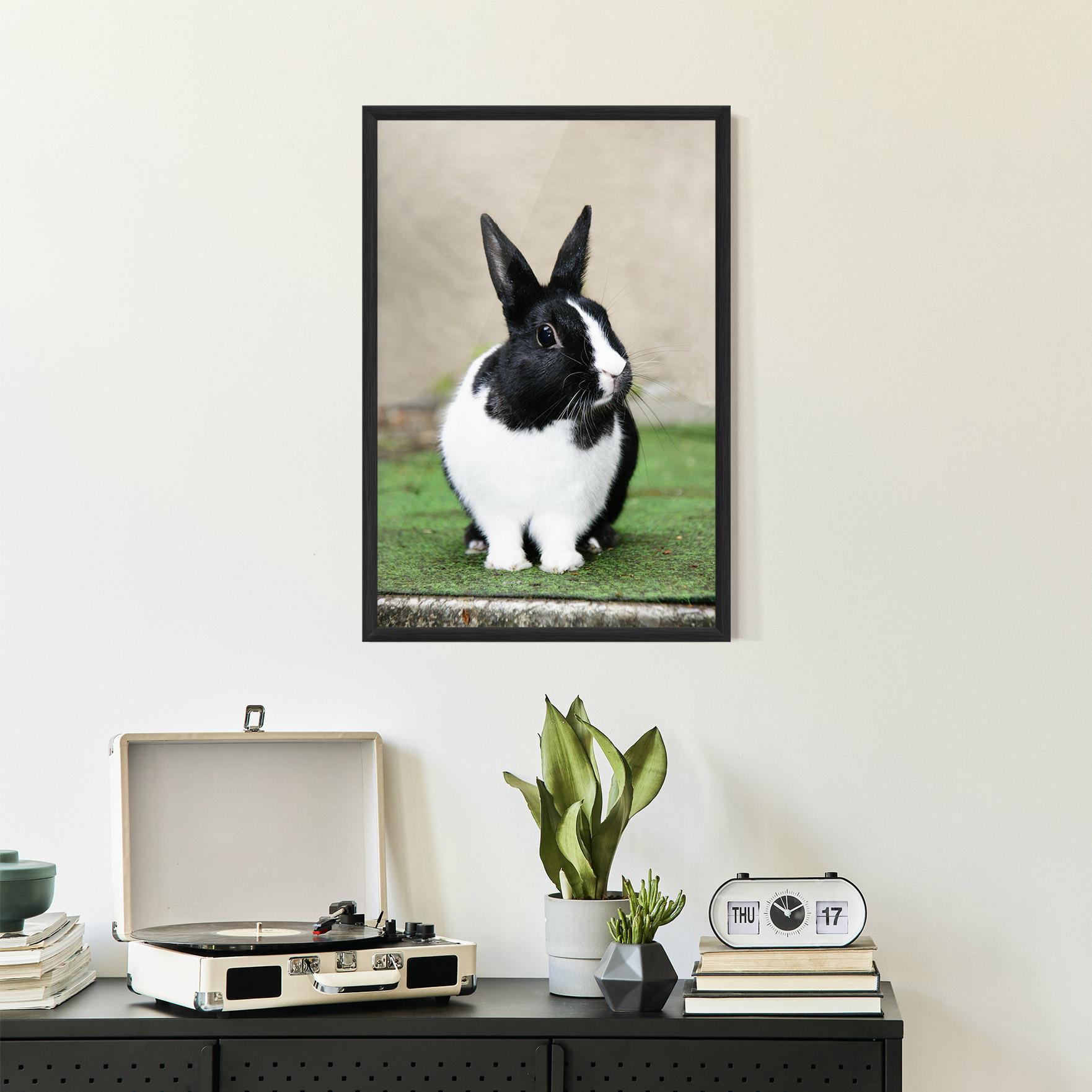 Poster Înrămat Black Ear Rabbit mockup 2