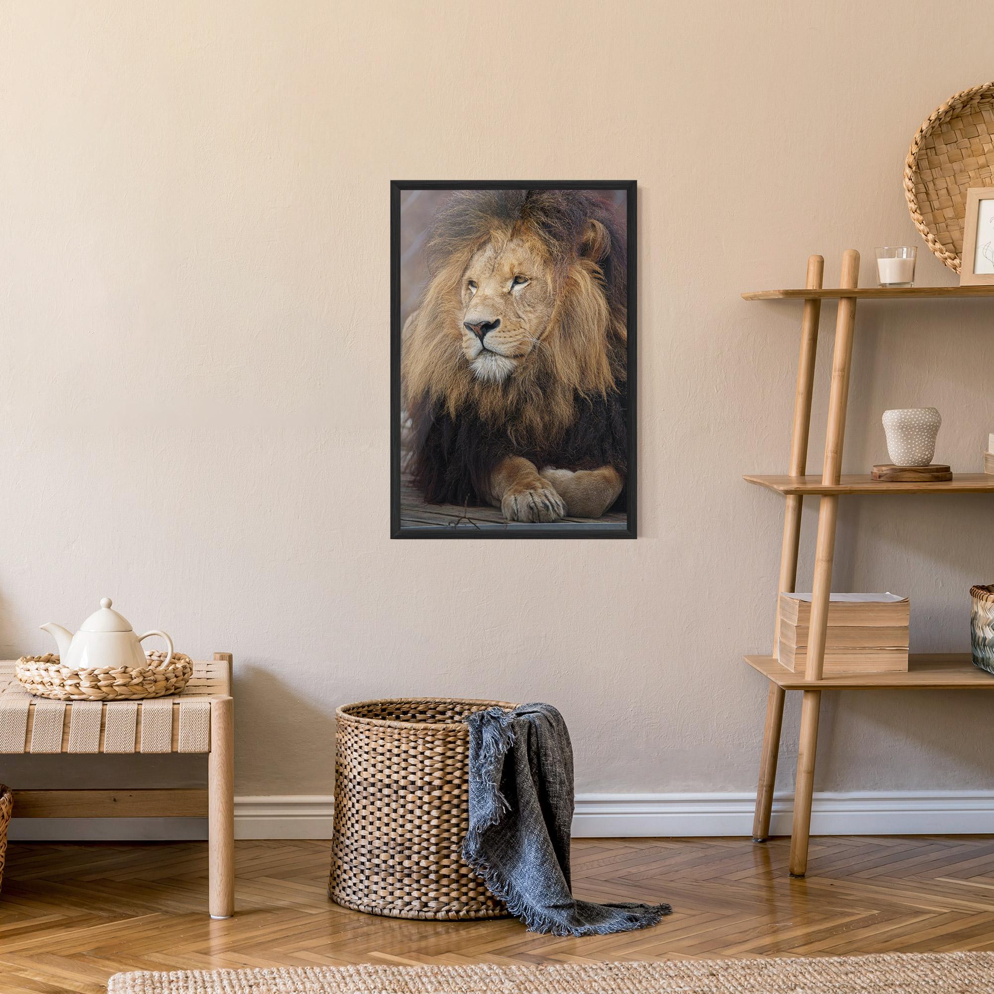 Poster Înrămat Lion Chilling mockup 9
