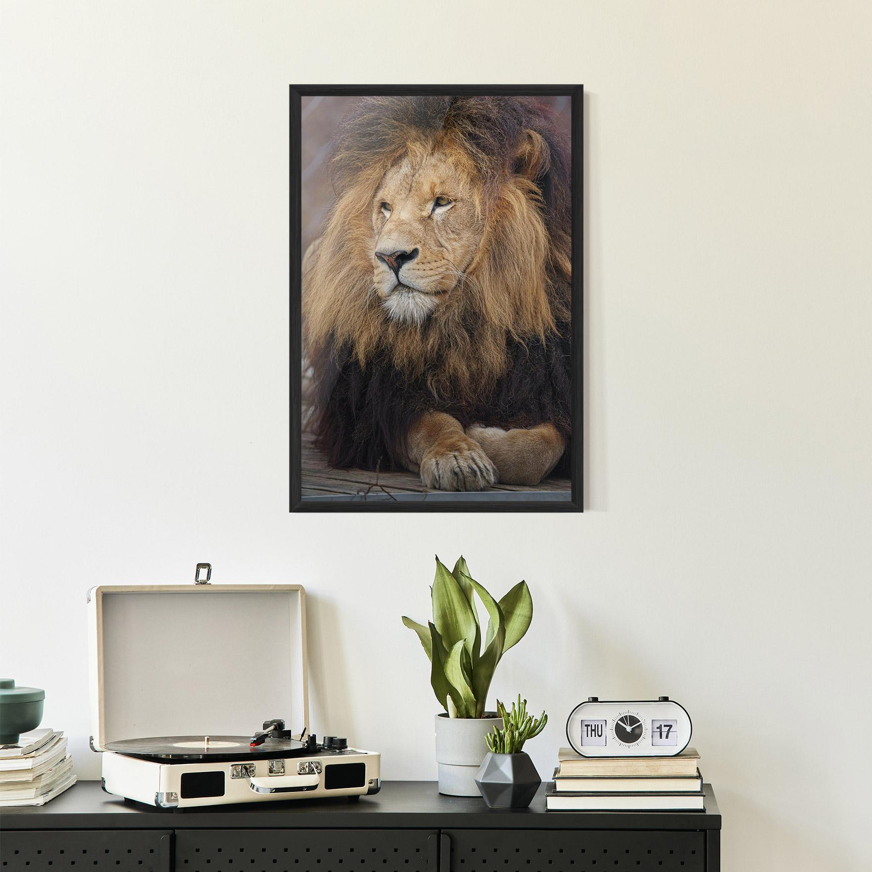Poster Înrămat Lion Chilling mockup 2