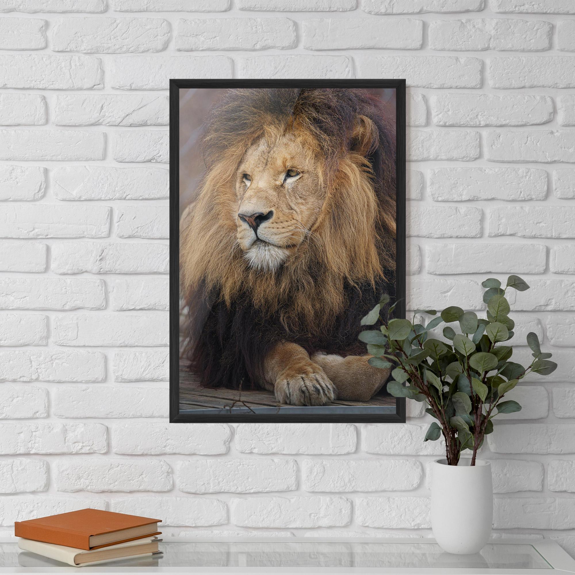 Poster Înrămat Lion Chilling mockup 5