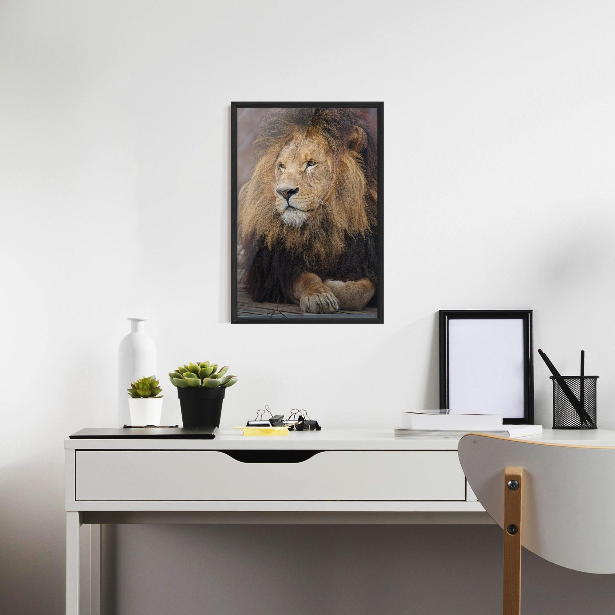 Poster Înrămat Lion Chilling mockup 7