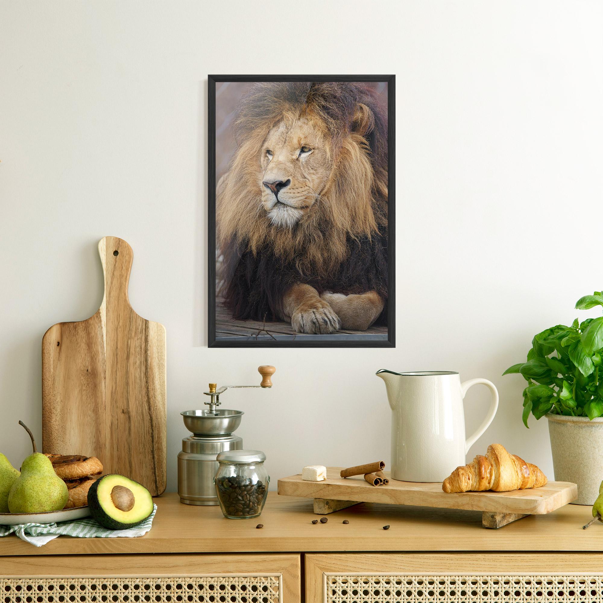 Poster Înrămat Lion Chilling mockup 8