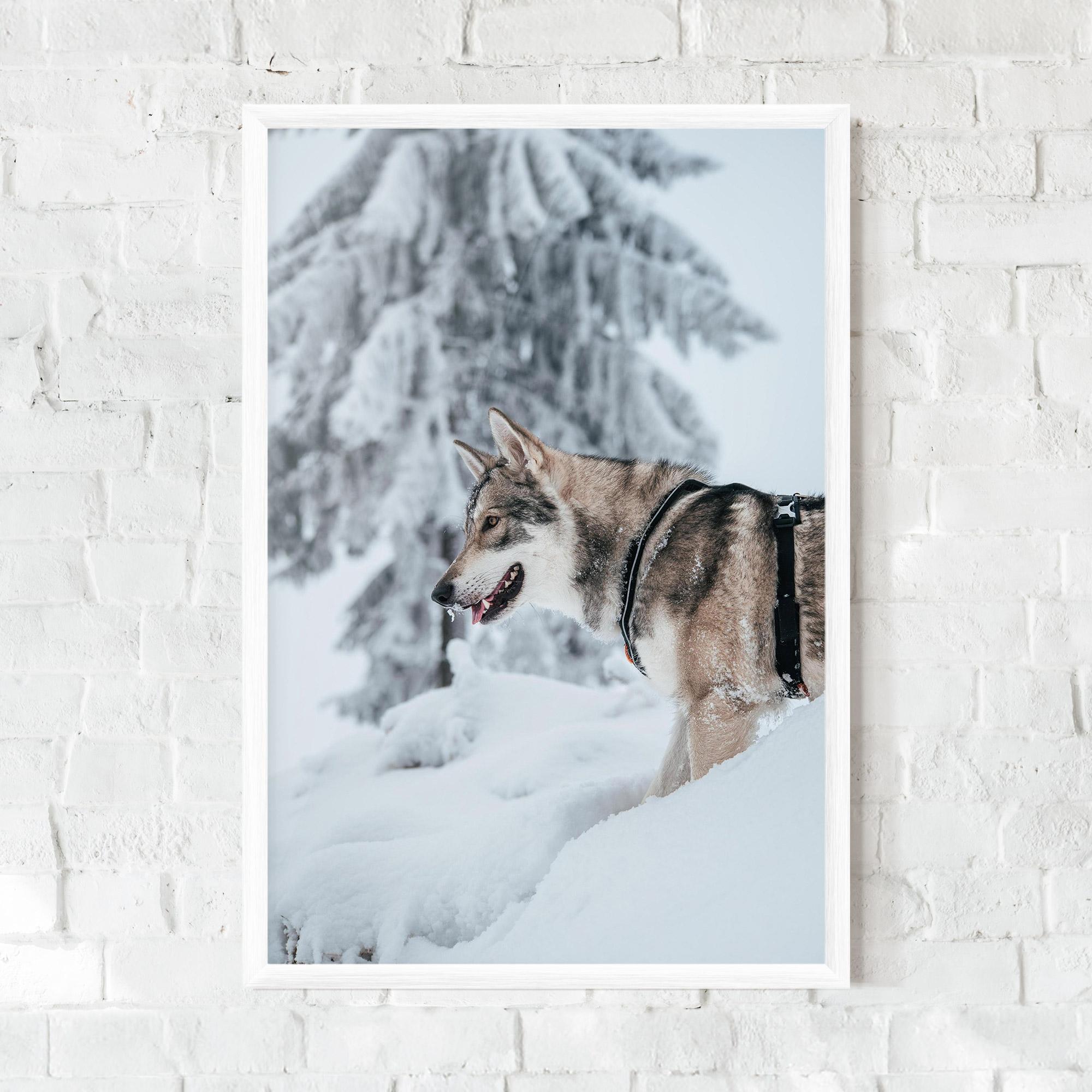 Poster Înrămat Snow Wolf mockup 0
