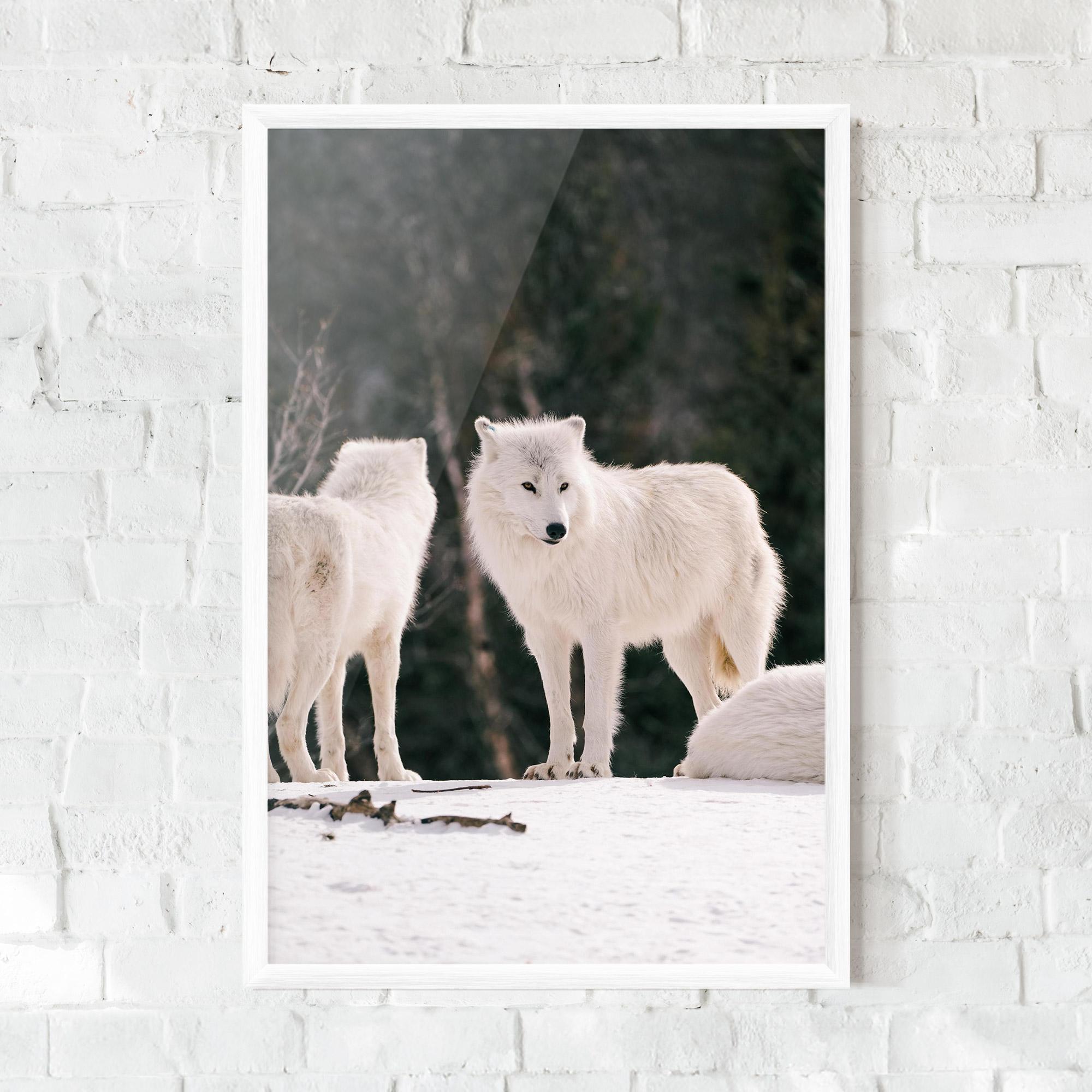 Poster Înrămat White Wolf Waiting mockup 0