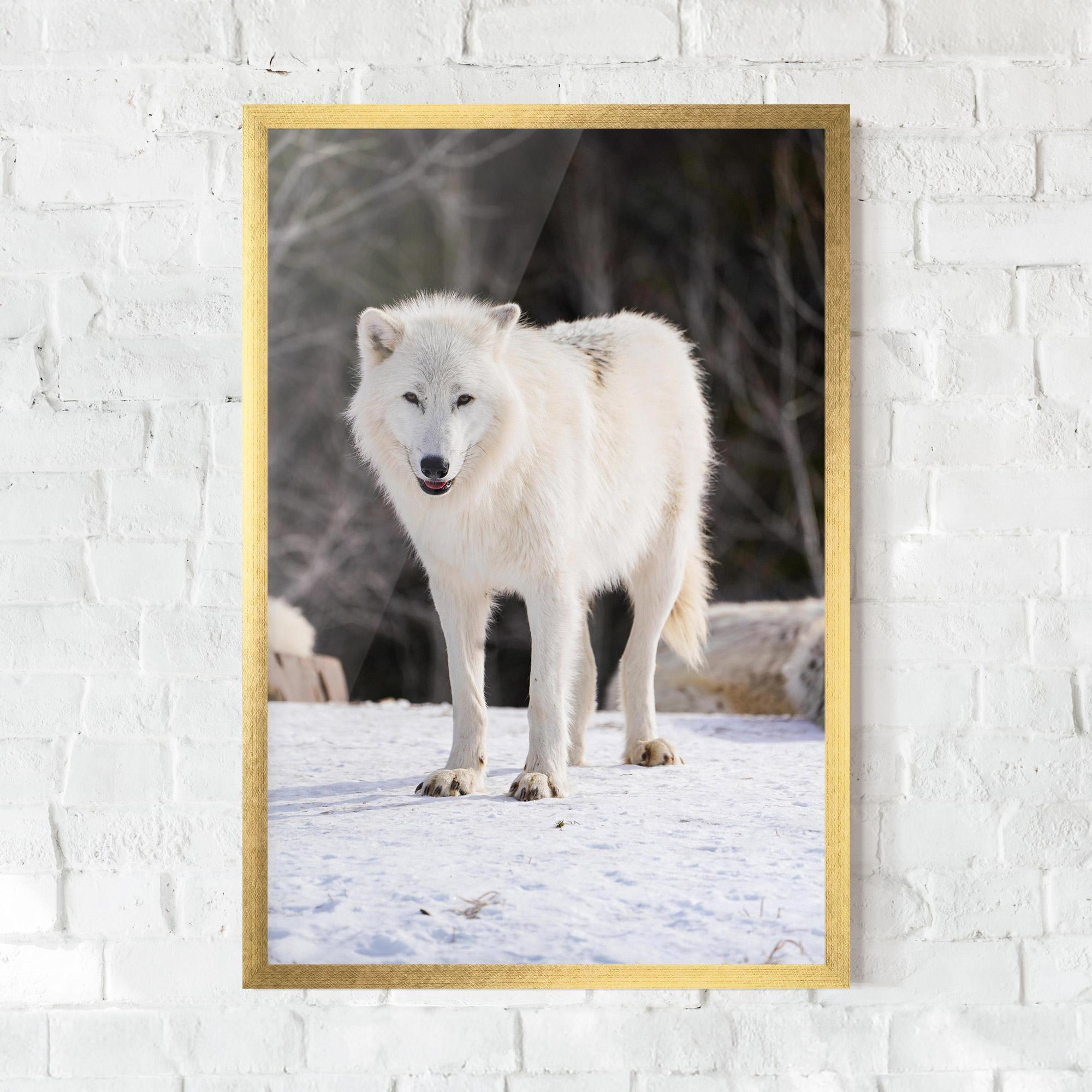 Poster Înrămat Beautiful White Wolf mockup 0
