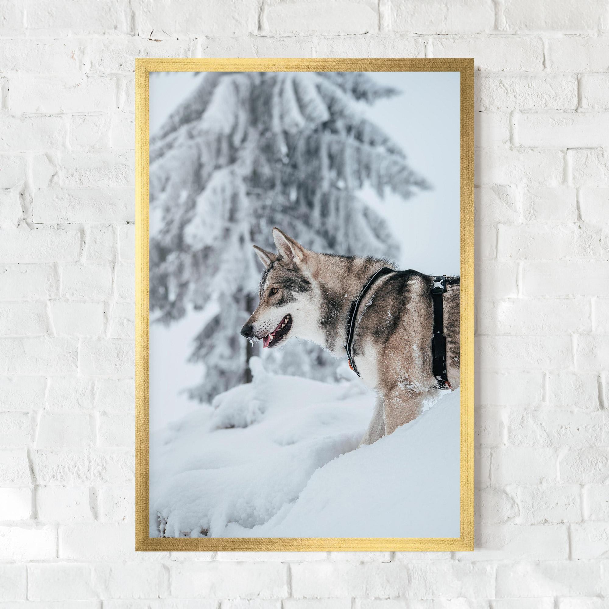 Poster Înrămat Snow Wolf mockup 0