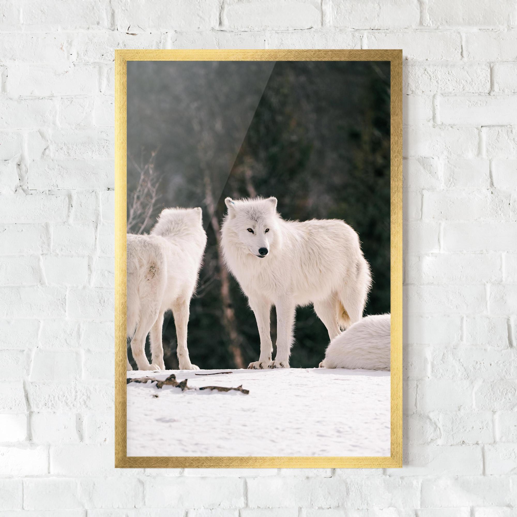 Poster Înrămat White Wolf Waiting mockup 0