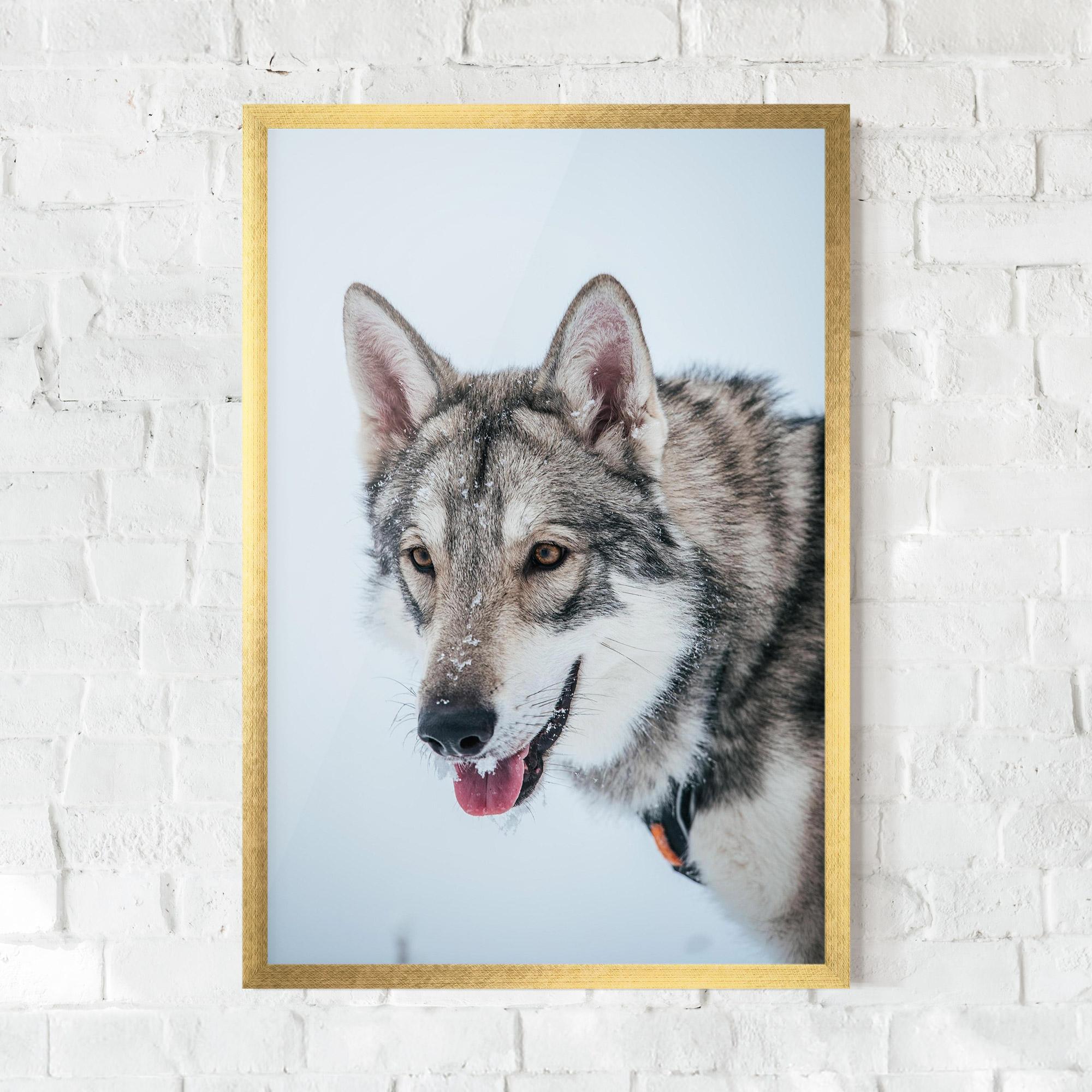Poster Înrămat Wolf Head mockup 0