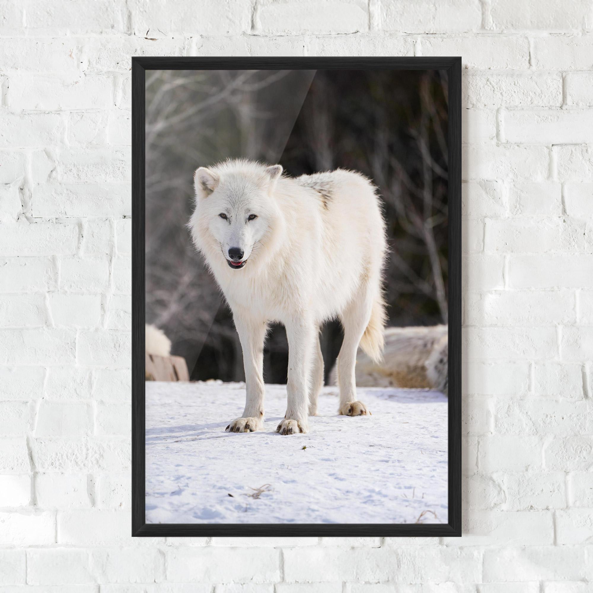 Poster Înrămat Beautiful White Wolf mockup 0