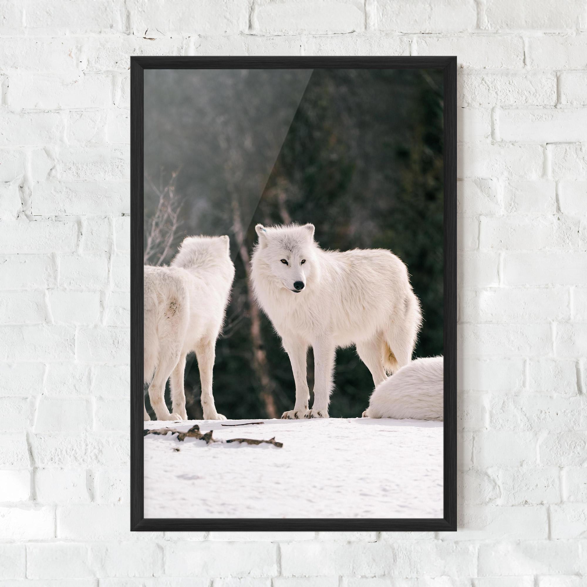 Poster Înrămat White Wolf Waiting mockup 0