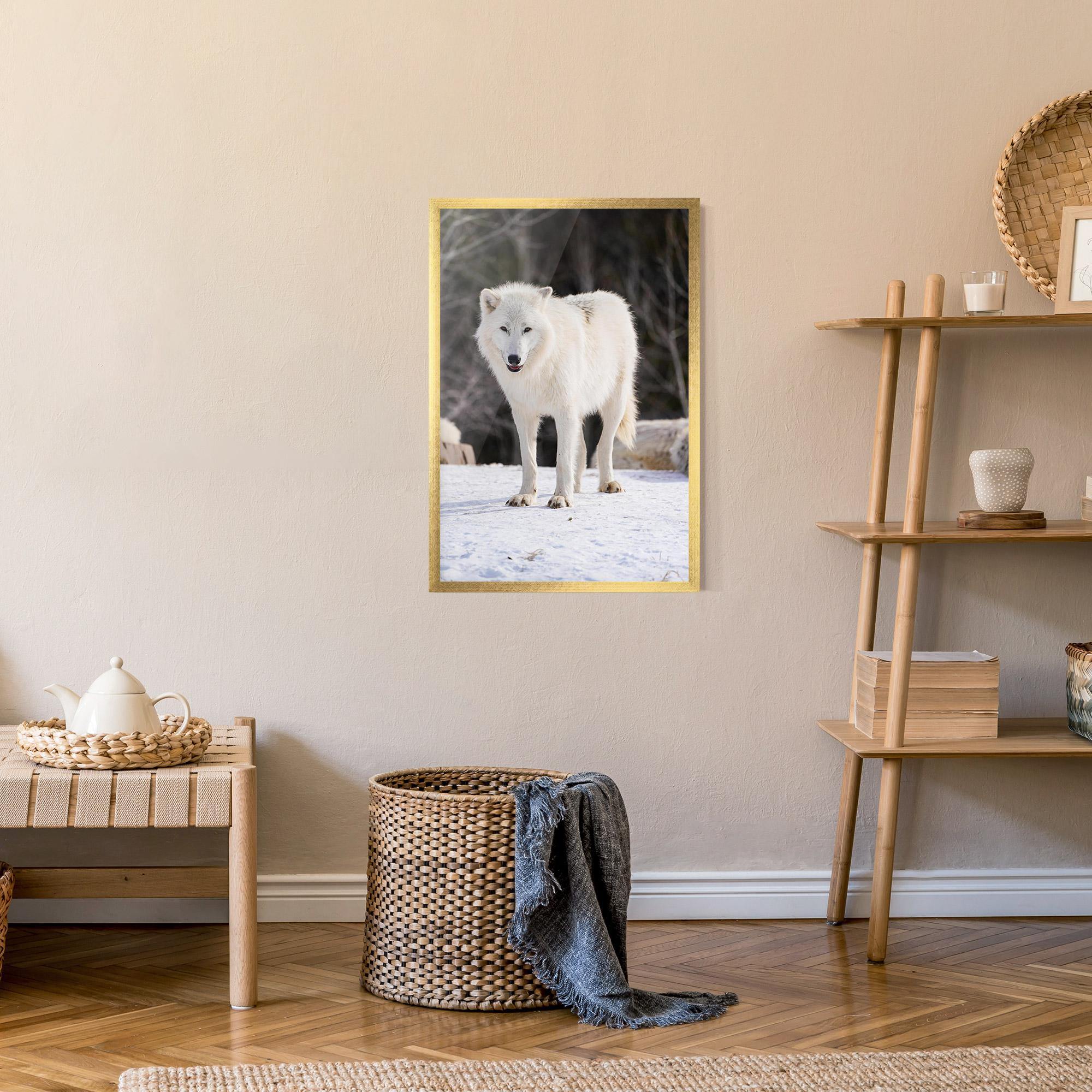 Poster Înrămat Beautiful White Wolf mockup 9