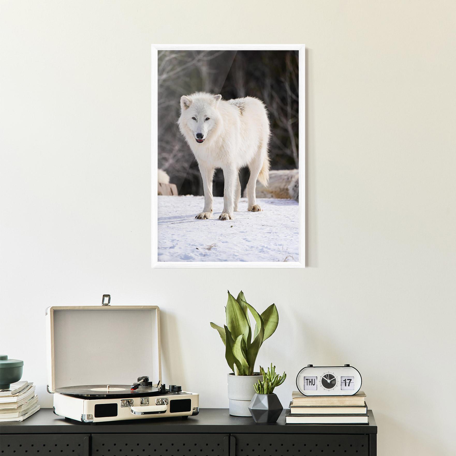 Poster Înrămat Beautiful White Wolf mockup 2