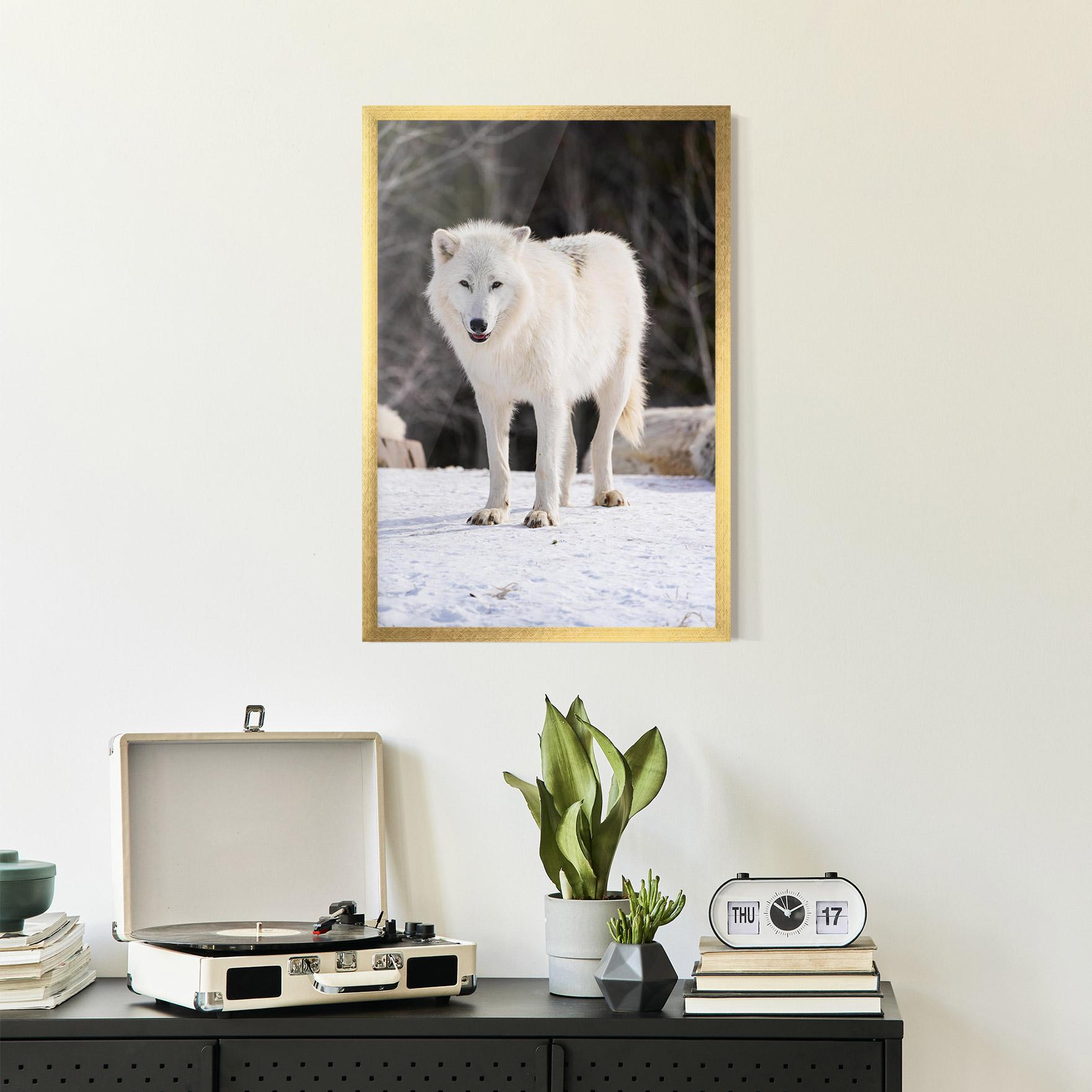 Poster Înrămat Beautiful White Wolf mockup 2