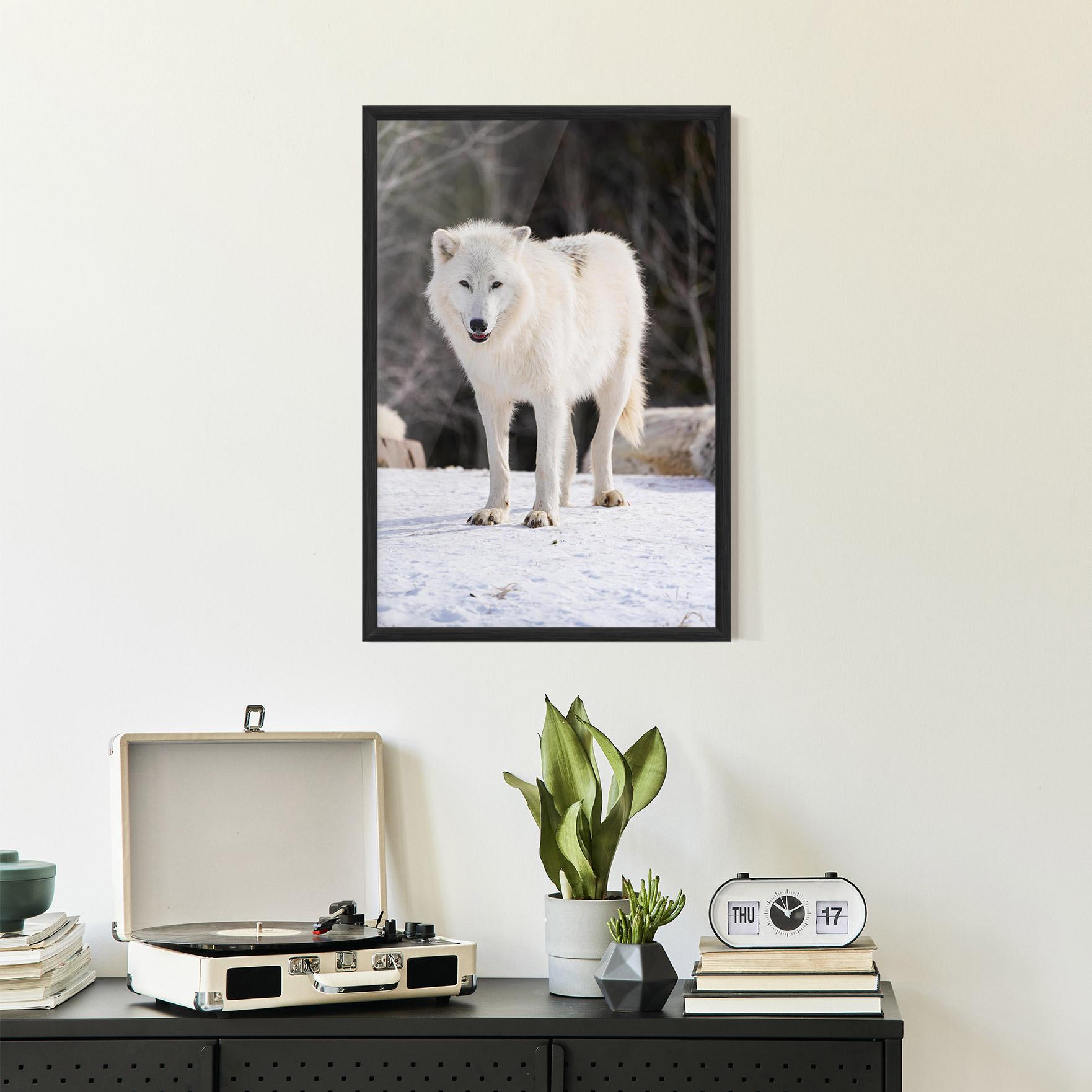 Poster Înrămat Beautiful White Wolf mockup 2