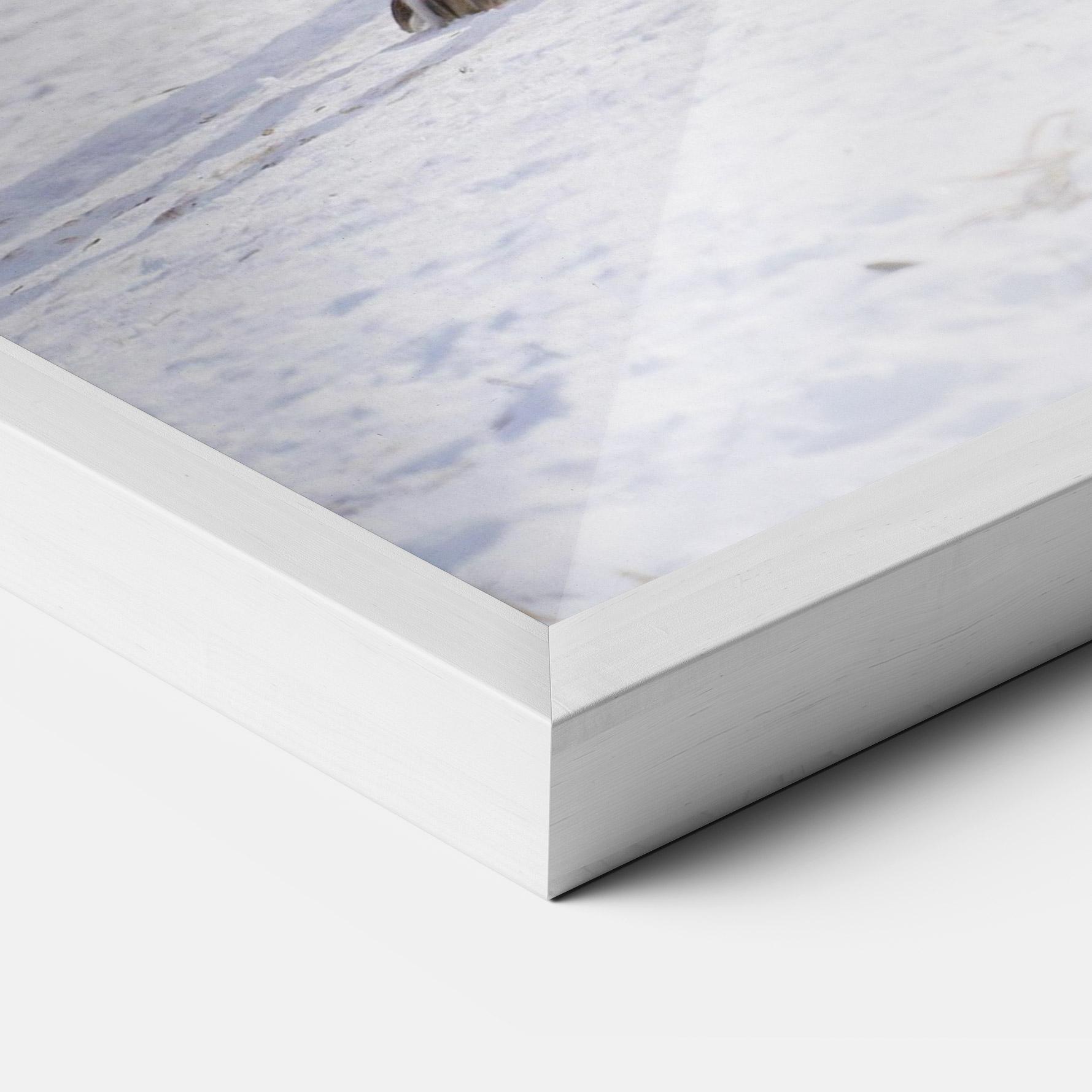 Poster Înrămat Beautiful White Wolf mockup 3