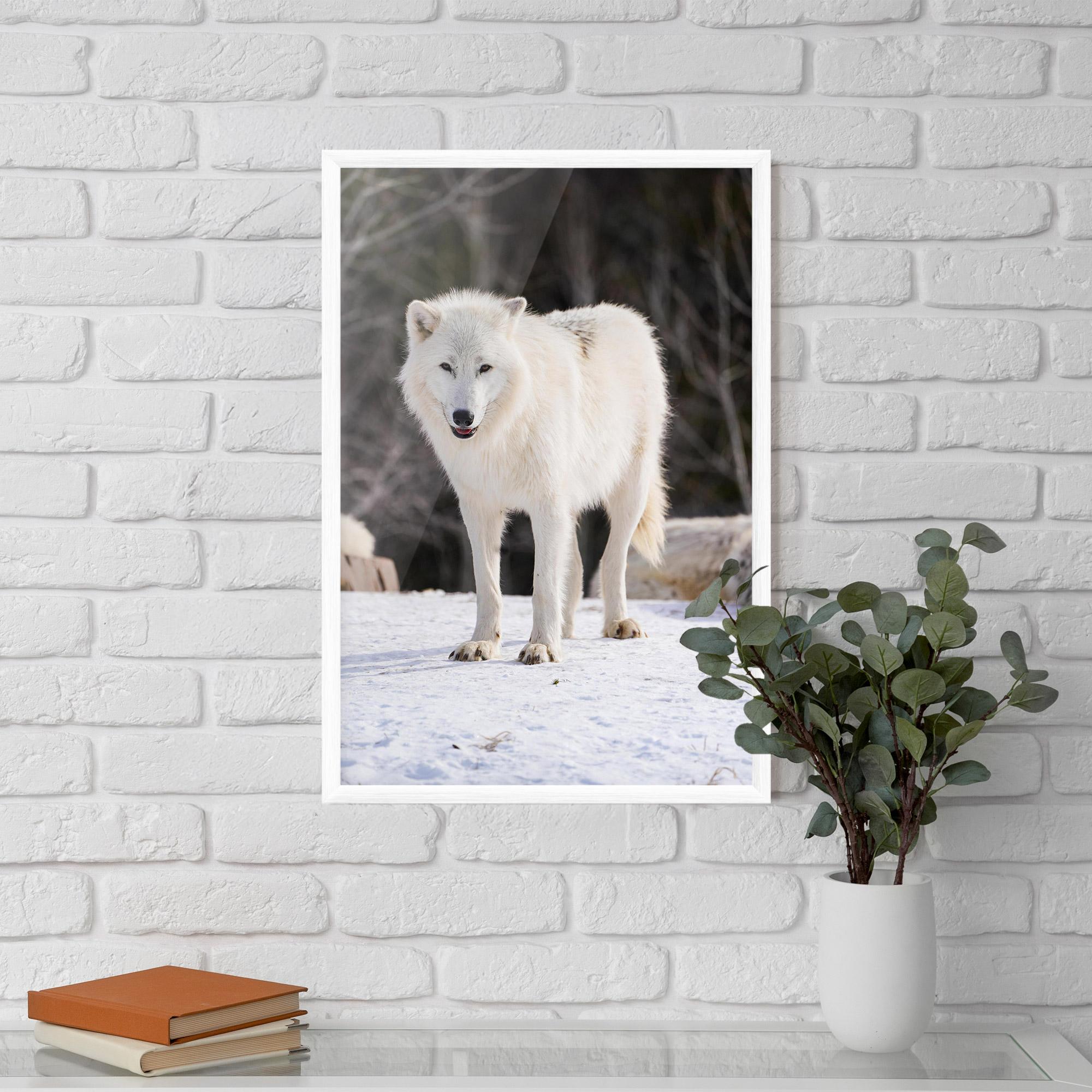 Poster Înrămat Beautiful White Wolf mockup 5