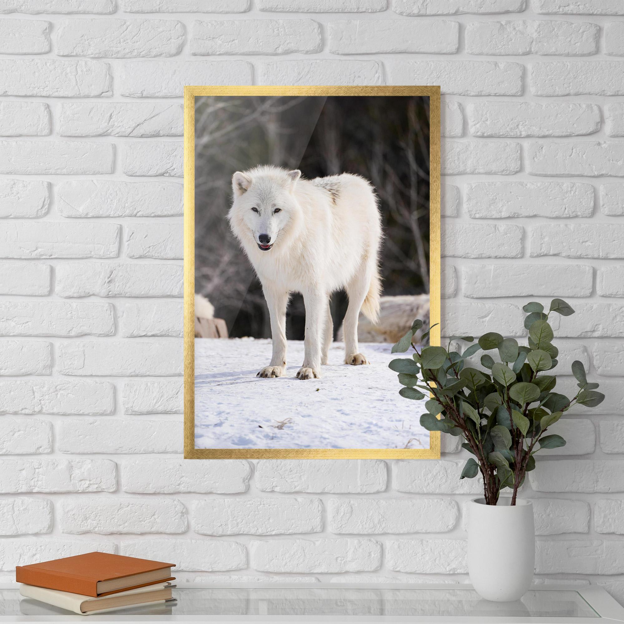 Poster Înrămat Beautiful White Wolf mockup 5