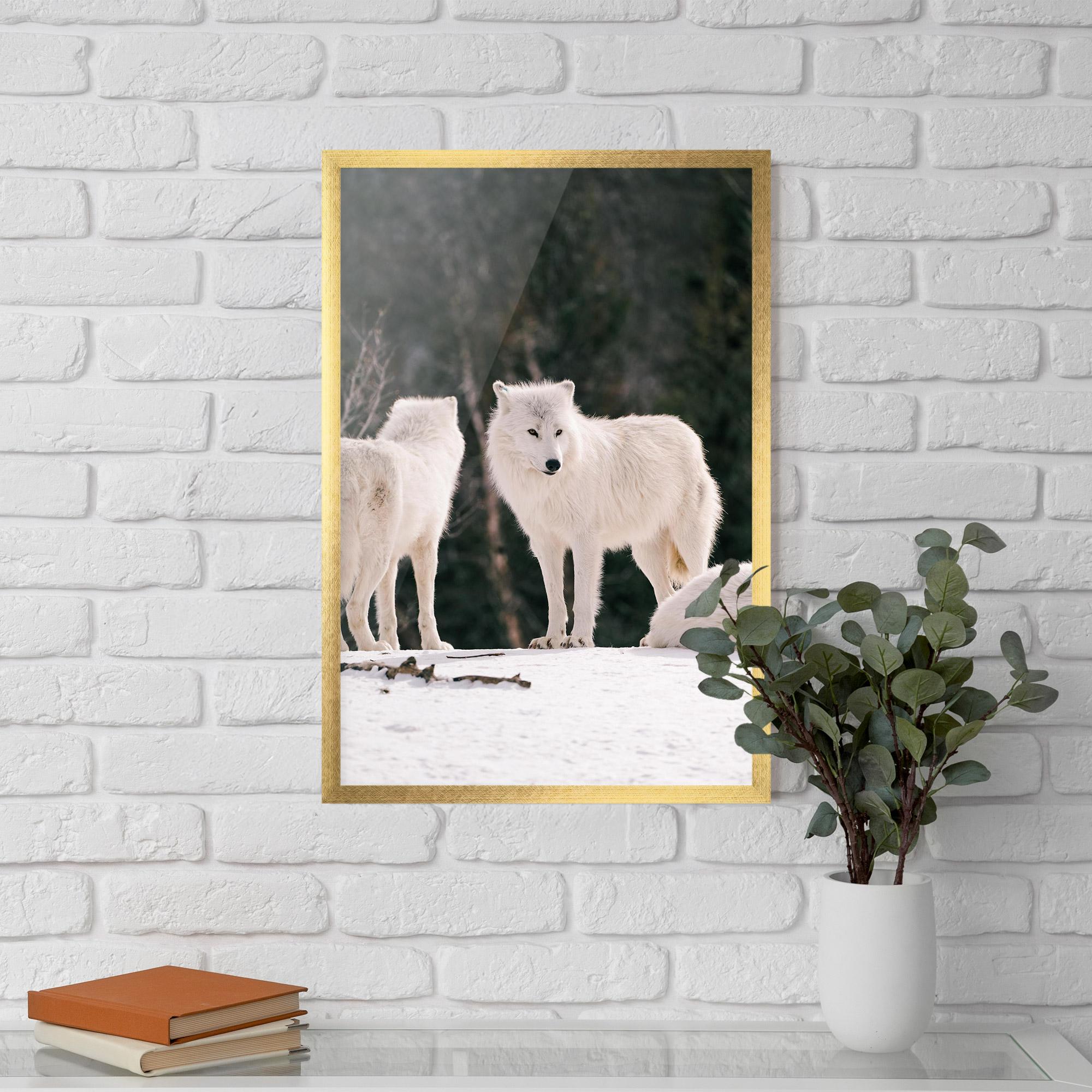 Poster Înrămat White Wolf Waiting mockup 5