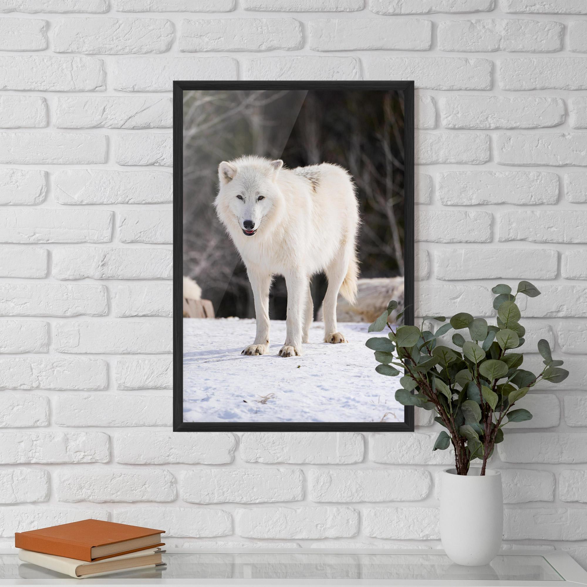 Poster Înrămat Beautiful White Wolf mockup 5