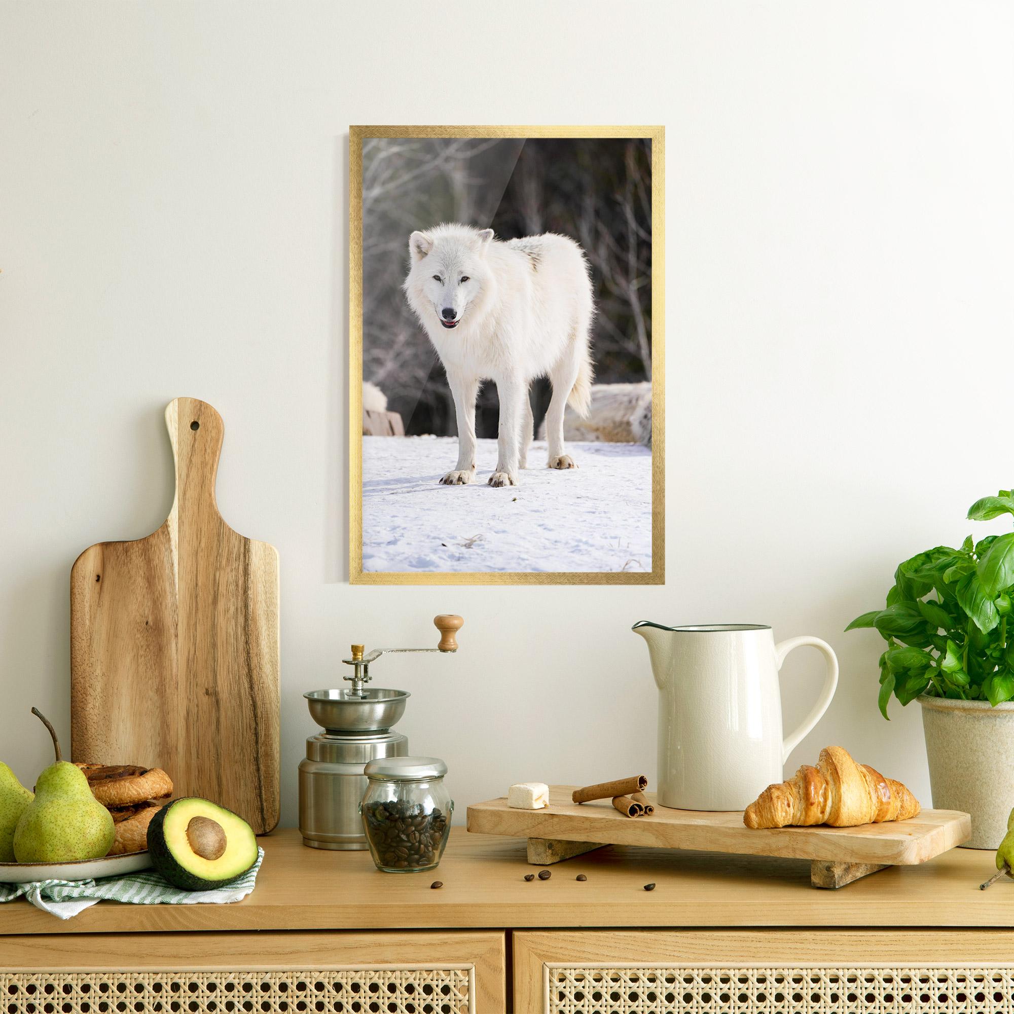 Poster Înrămat Beautiful White Wolf mockup 8