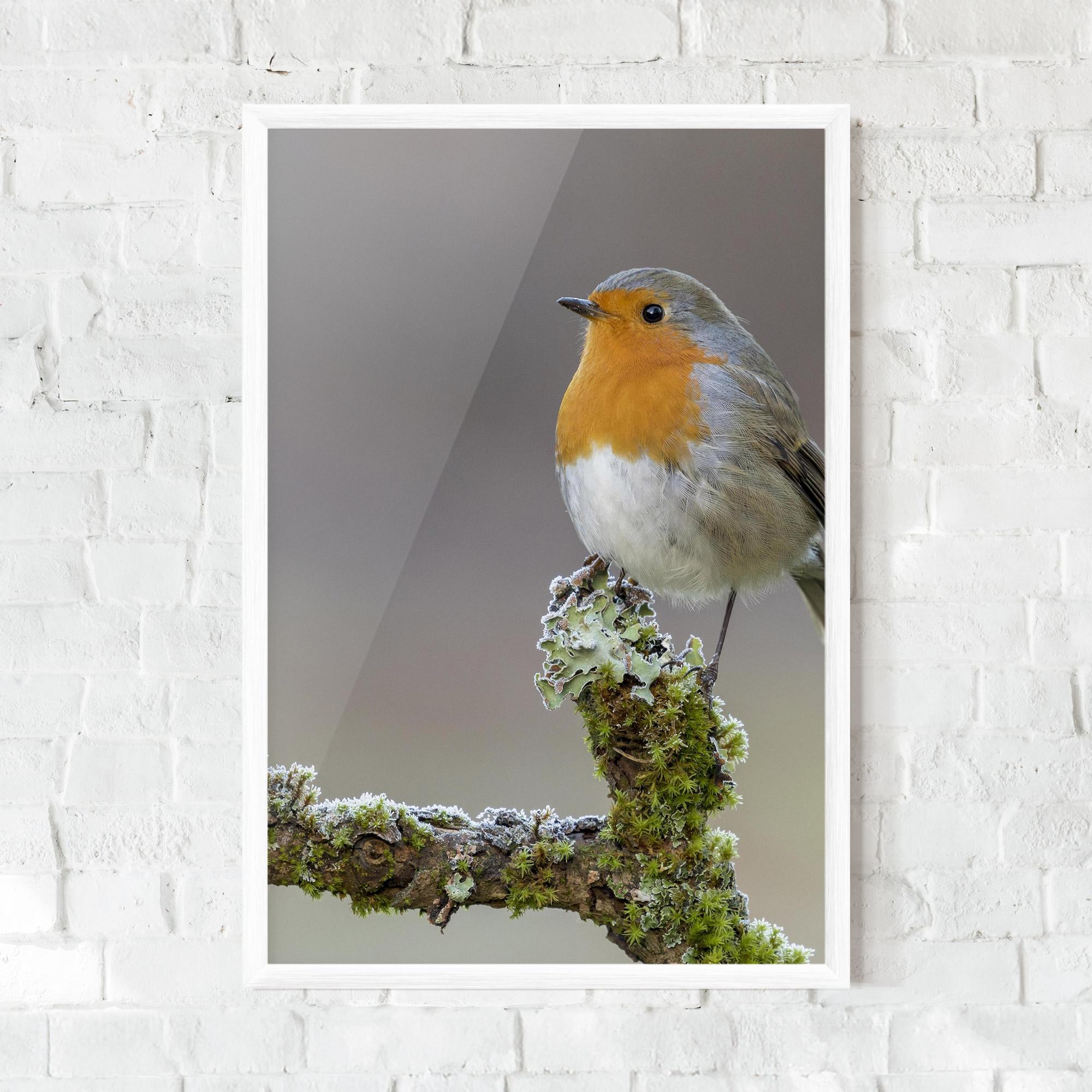 Poster Înrămat Erithacus Bird mockup 0