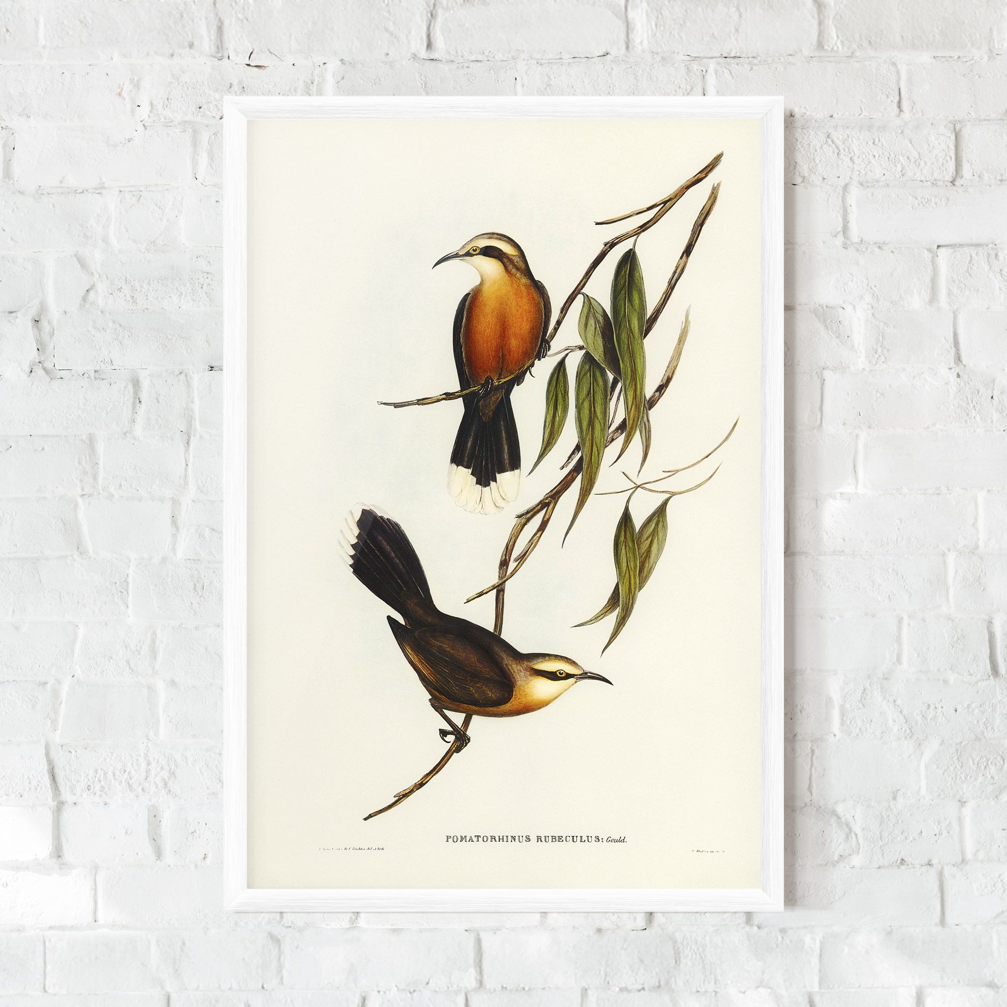 Red Pomatorhinus mockup 0