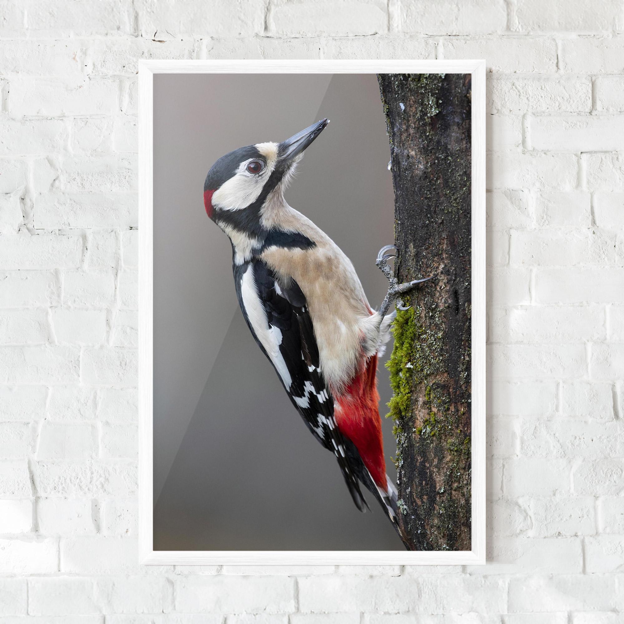 Poster Înrămat Woodpecker mockup 0